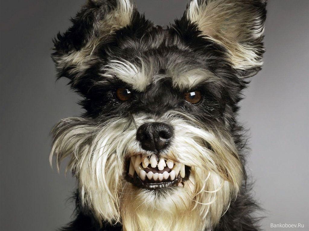 1024x768 mini shnauzers. Mini Schnauzer Wallpaper Picture. Смешные фото