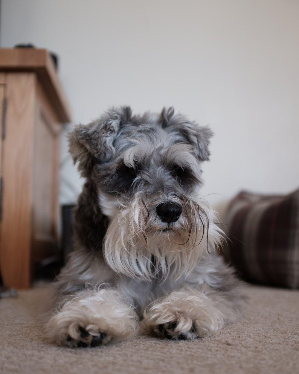 1000x1250 Miniature Schnauzer Picture. Download Free Image