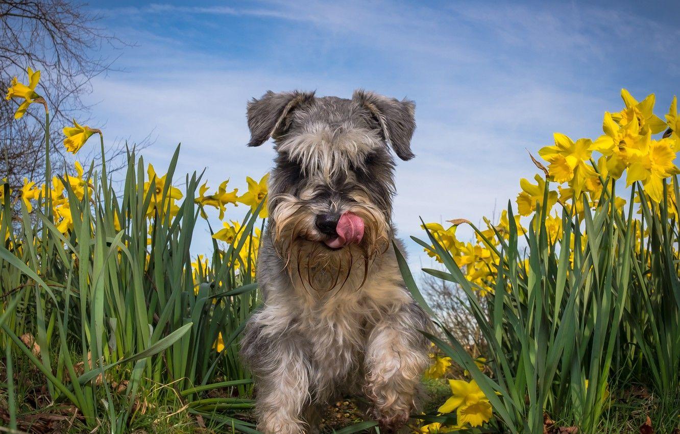 1332x850 Wallpaper summer, flowers, dog, daffodils, The miniature Schnauzer image for desktop, section собаки