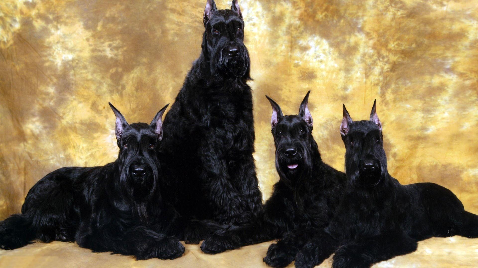 1920x1080 Giant Schnauzer HD