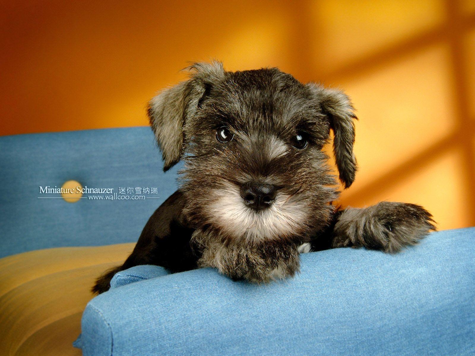 Schnauzer Wallpapers - Top Free Schnauzer Backgrounds - WallpaperAccess
