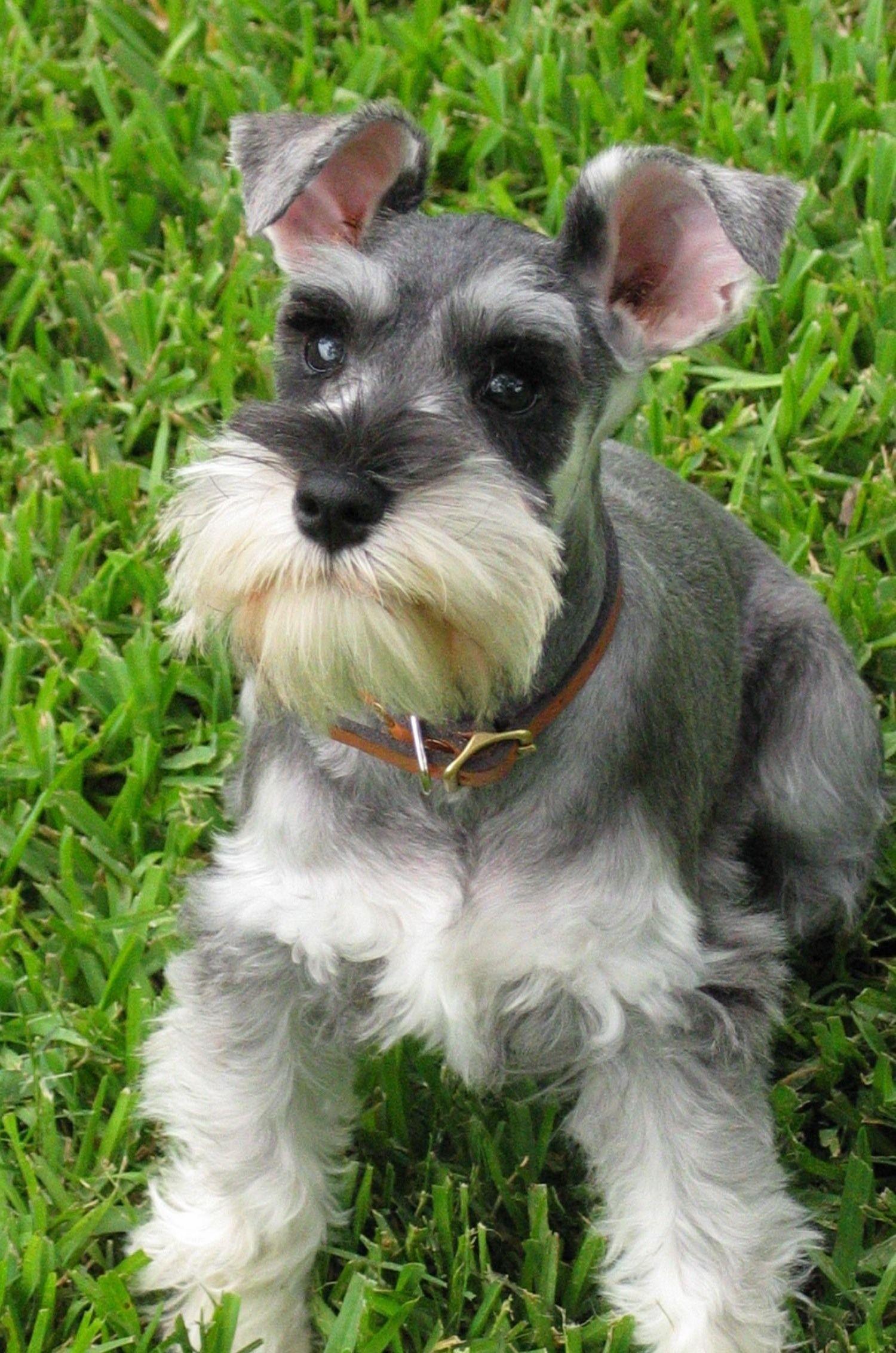 1500x2264 Nice Schnauzer, Standard dog photo and wallpaper. Beautiful