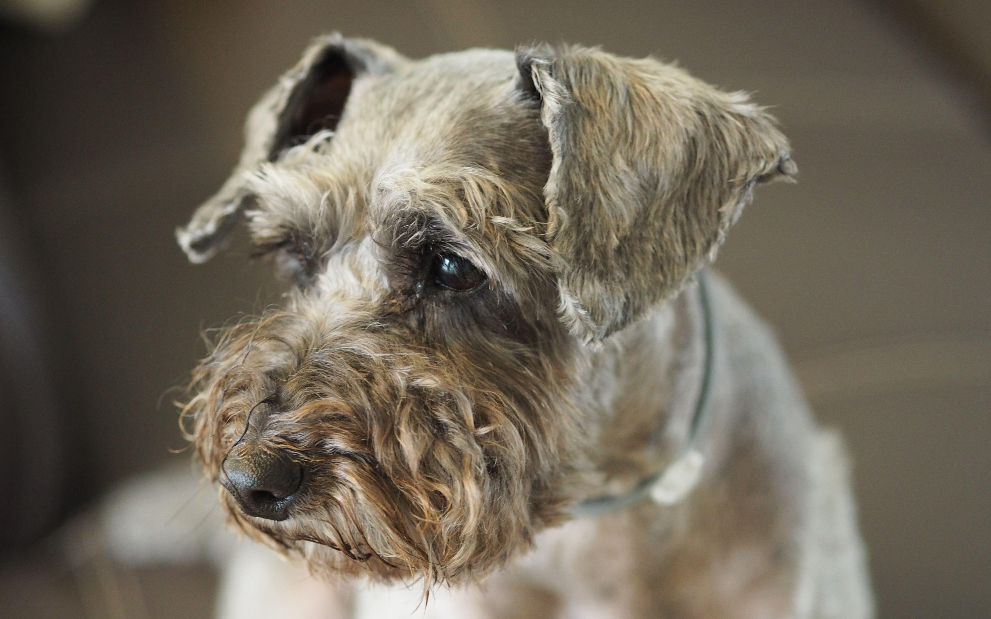 Schnauzer Wallpapers - Top Free Schnauzer Backgrounds - WallpaperAccess