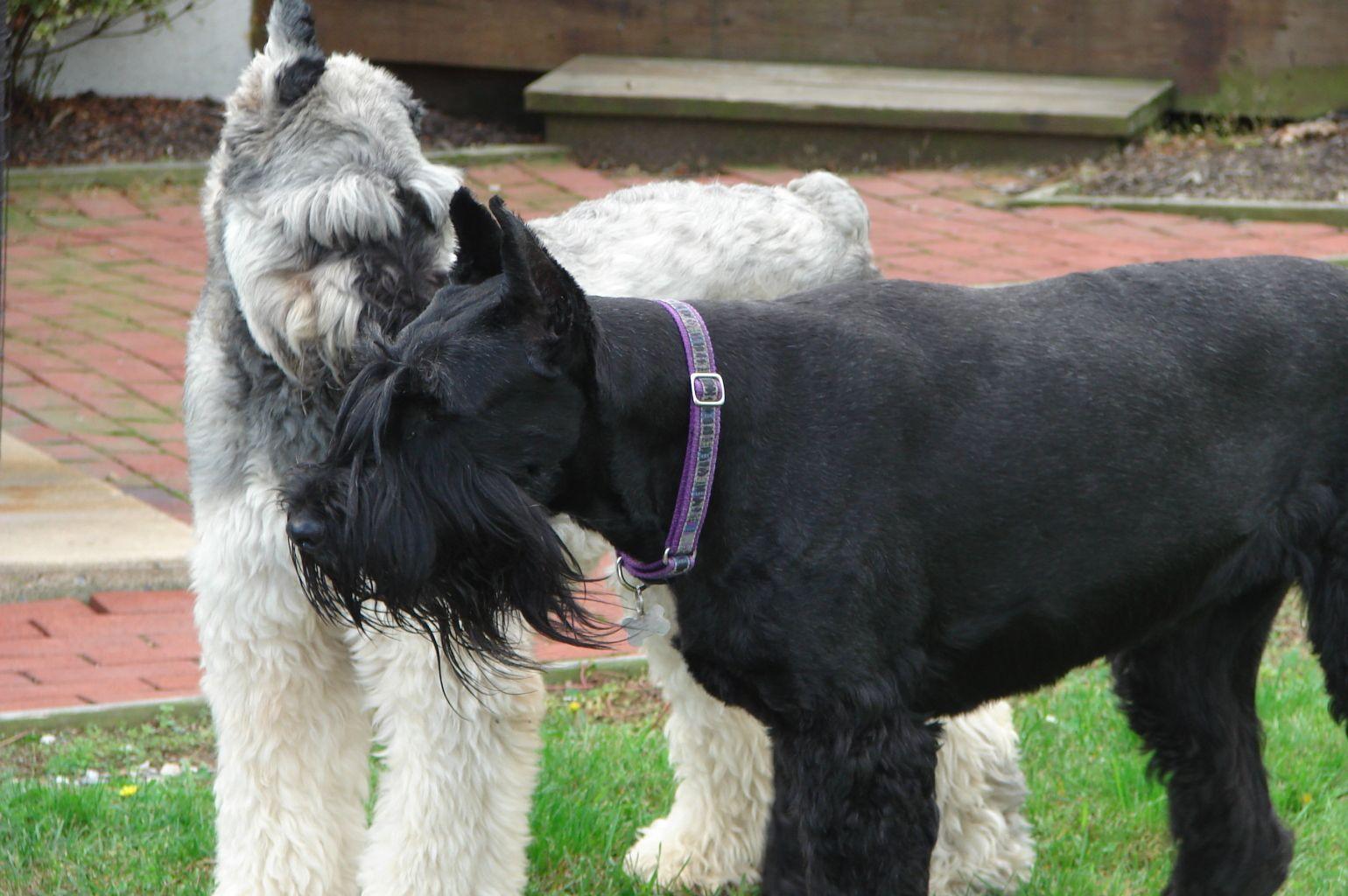 1540x1024 giant schnauzer picture. Giant Schnauzer Wallpaper