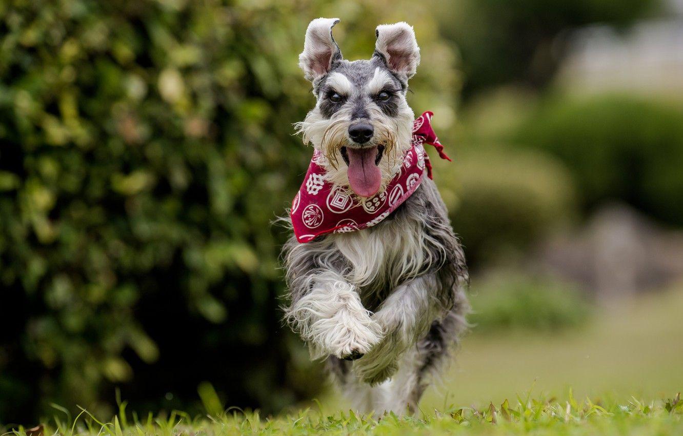 1332x850 Wallpaper language, joy, dog, running, walk, bandana, bokeh, The miniature Schnauzer image for desktop, section собаки