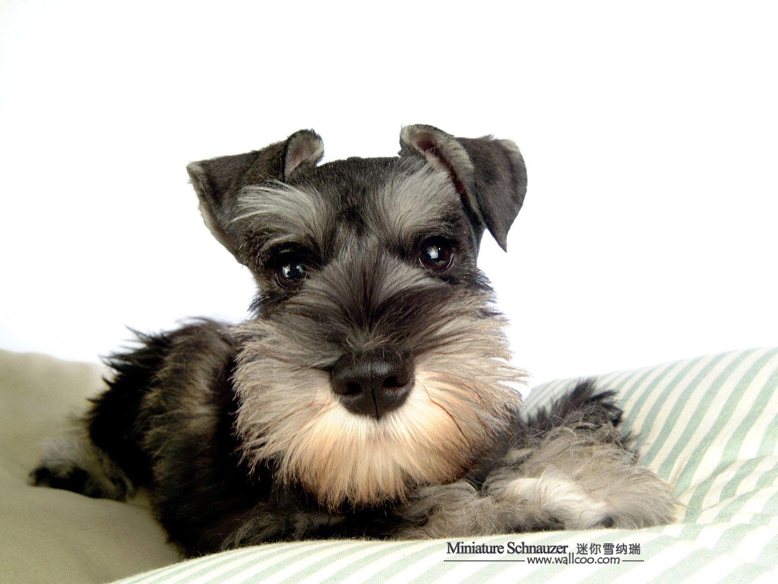 Schnauzer Wallpapers - Top Free Schnauzer Backgrounds - WallpaperAccess
