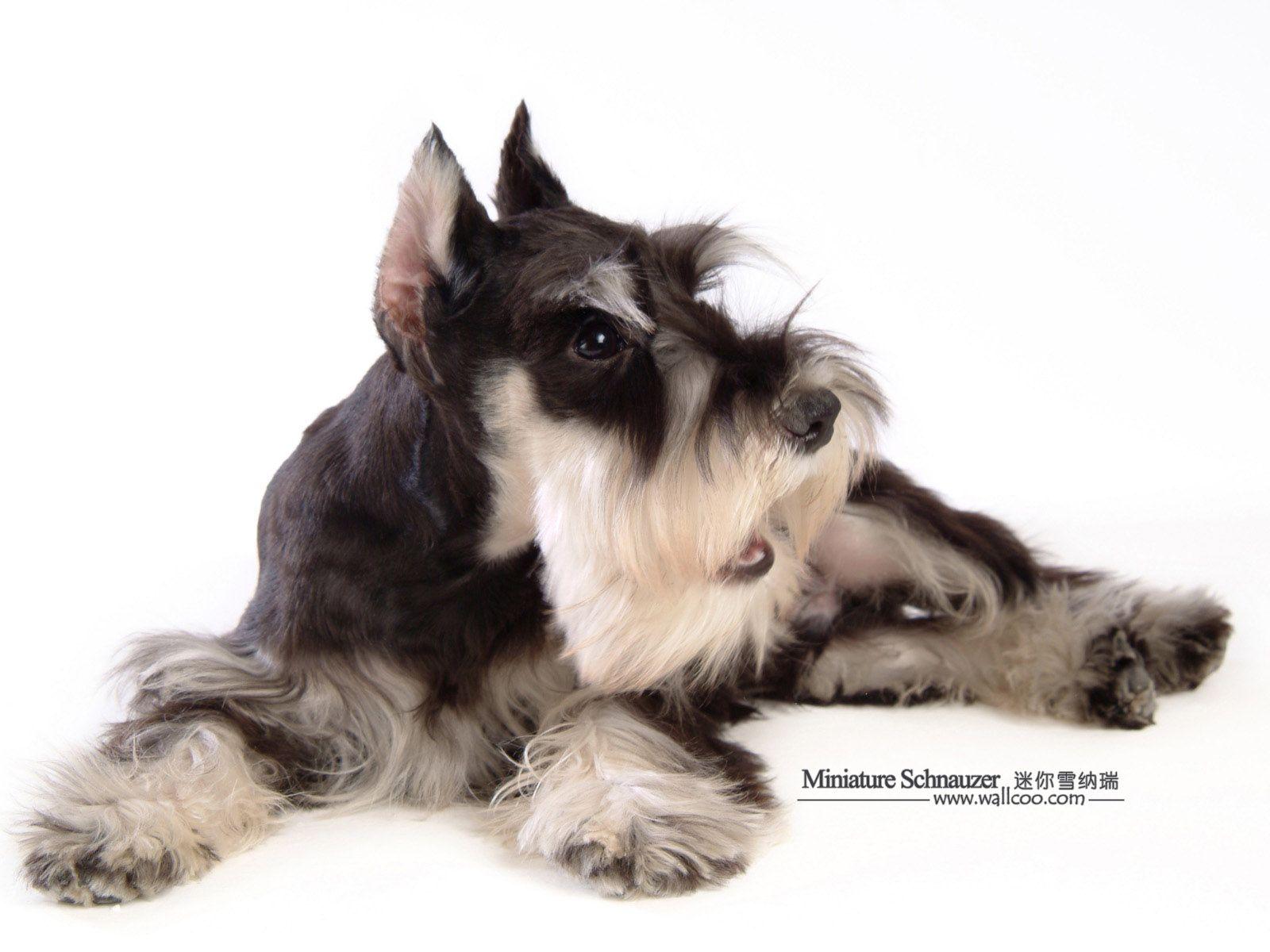 Schnauzer Wallpapers - Top Free Schnauzer Backgrounds - WallpaperAccess