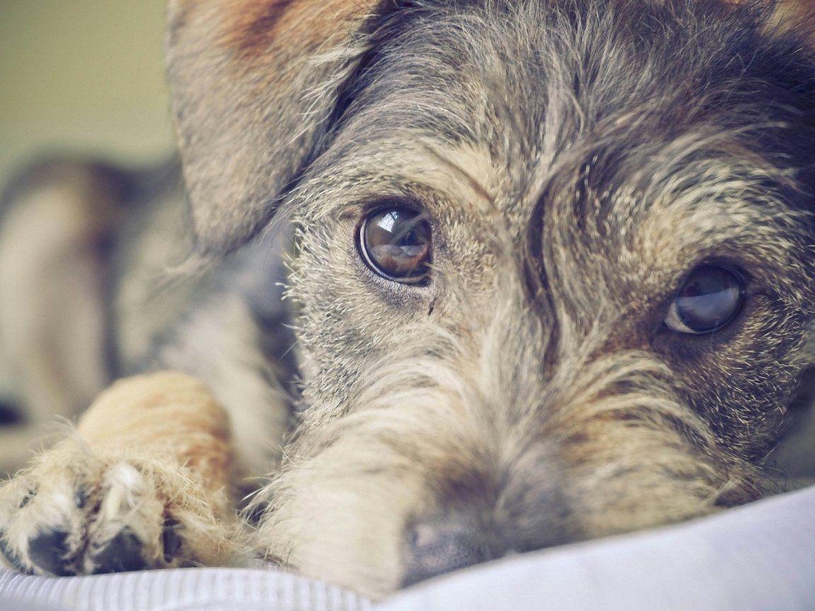 1152x864 Sad Schnauzer, Standard dog photo and wallpaper. Beautiful Sad Schnauzer, Standard dog picture