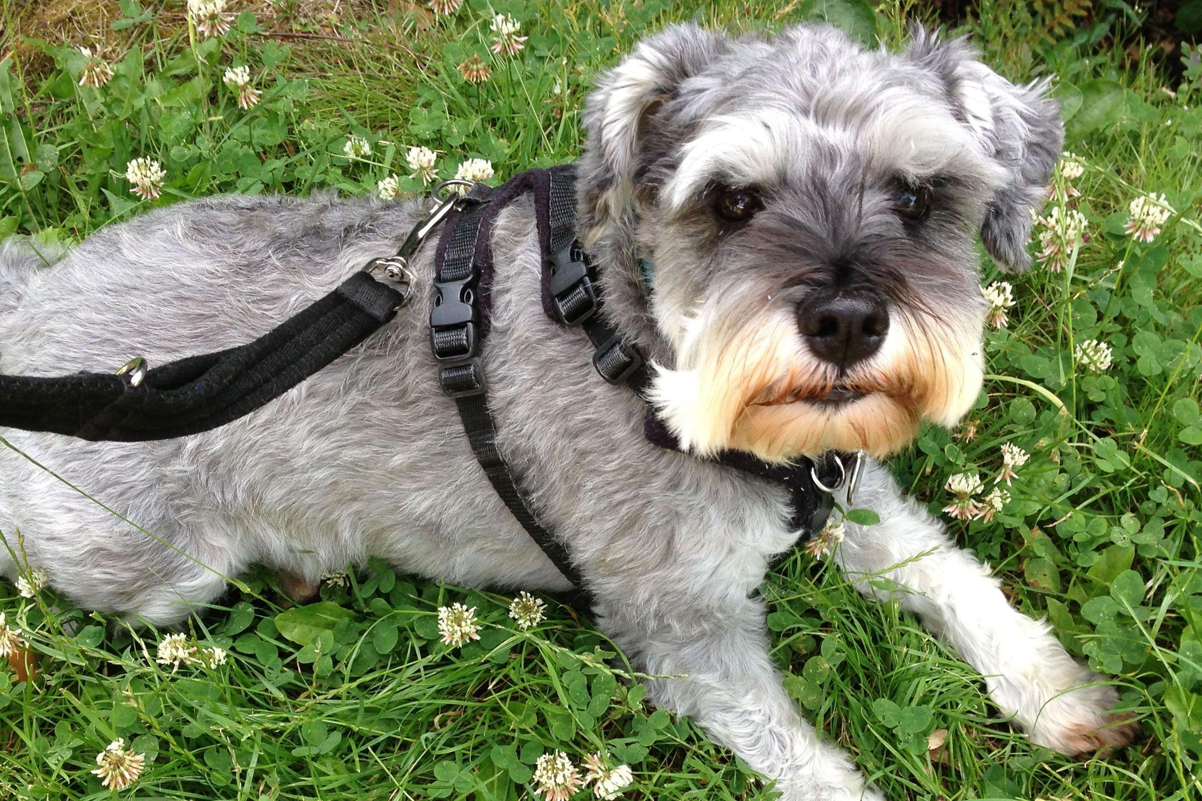 2400x1600 Miniature Schnauzer wallpaper Doggy Rocks