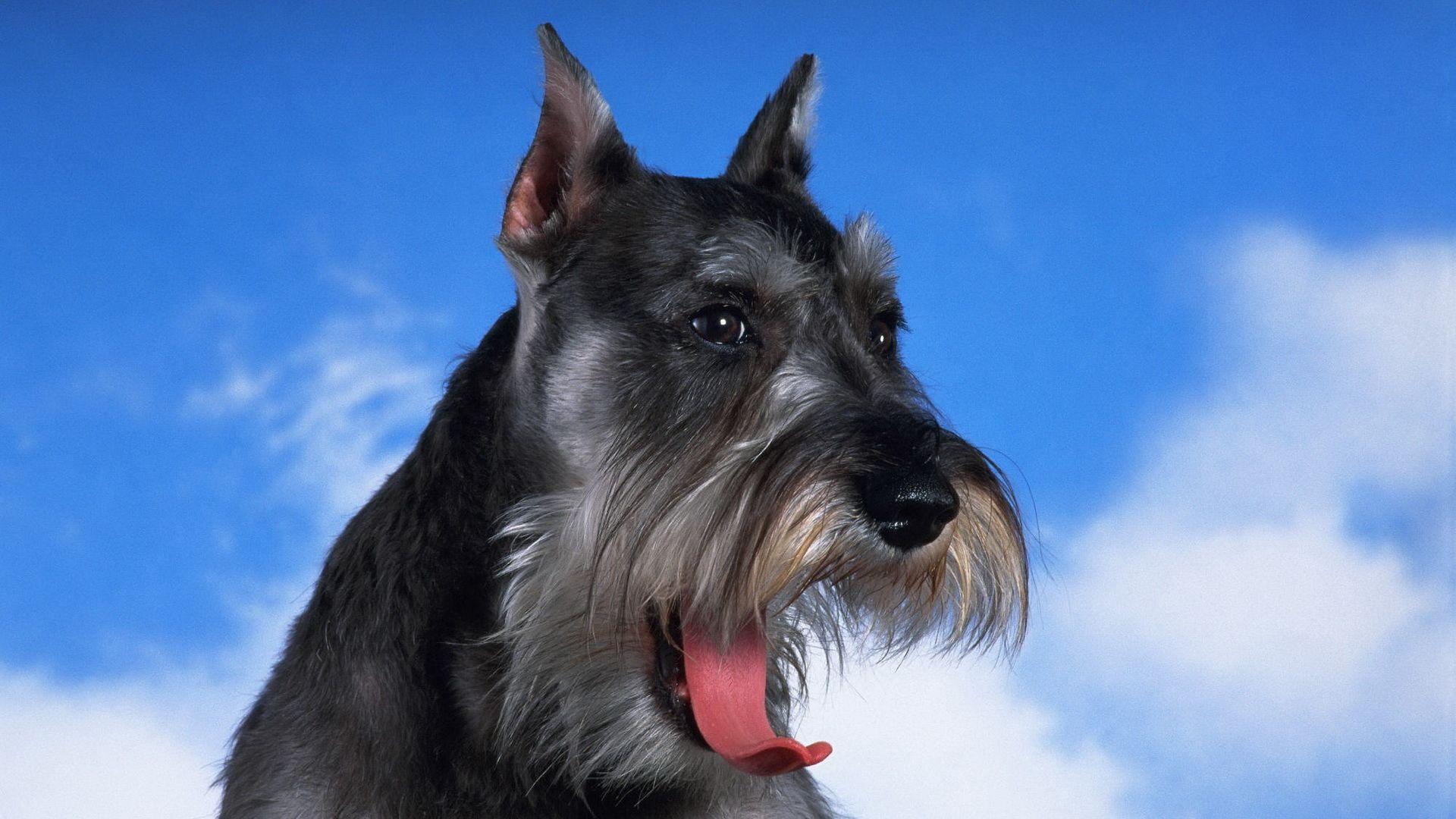 Schnauzer Wallpapers - Top Free Schnauzer Backgrounds - WallpaperAccess