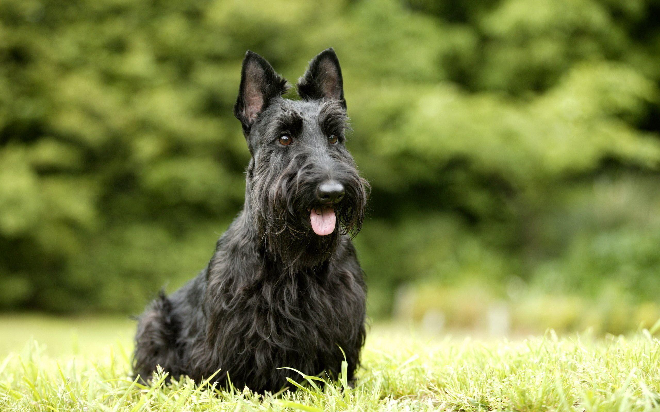 2560x1600 Download wallpaper black terrier, the giant schnauzer