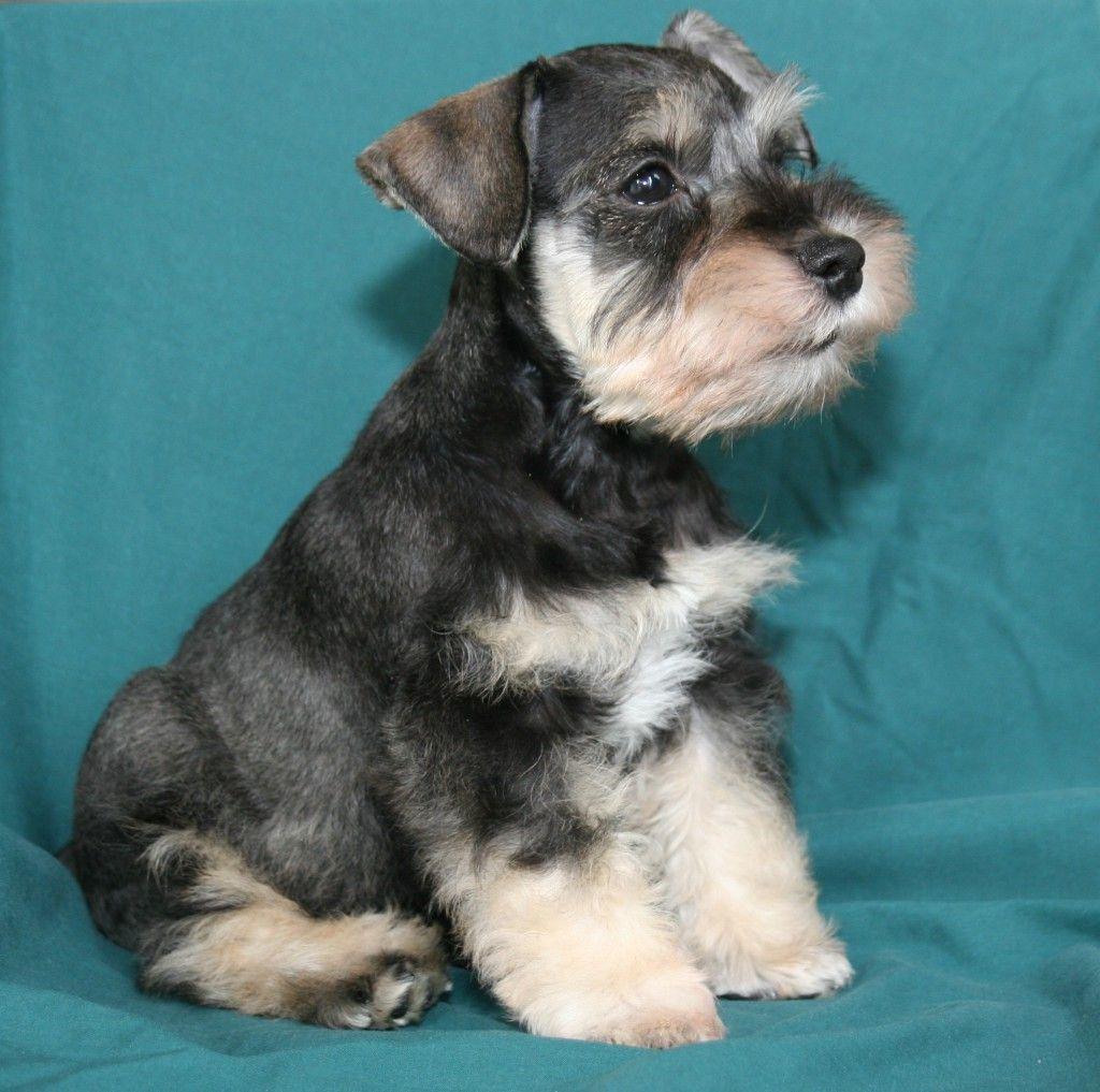 1024x1017 schnauzer puppies. miniature schnauzer puppies review