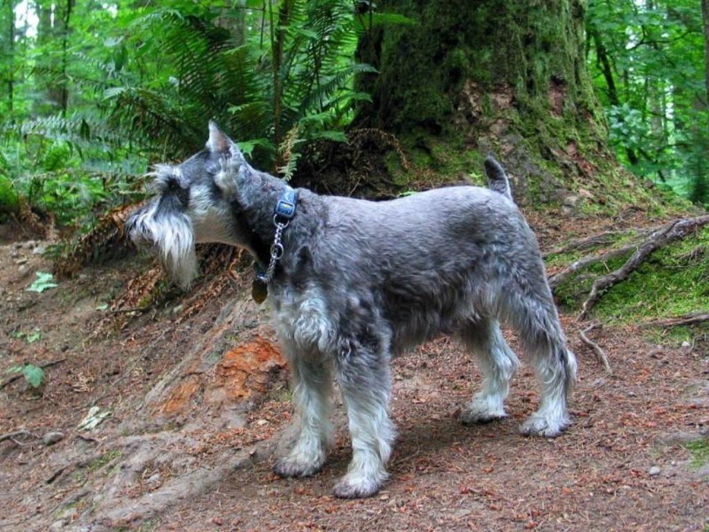 1024x768 Free download no 18 wallpaper dogs miniature schnauzer puppy