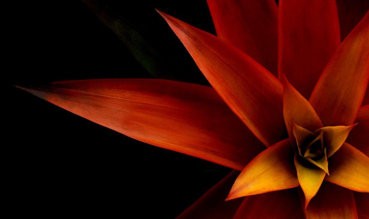 1229x729 Dell Xps Wallpaper