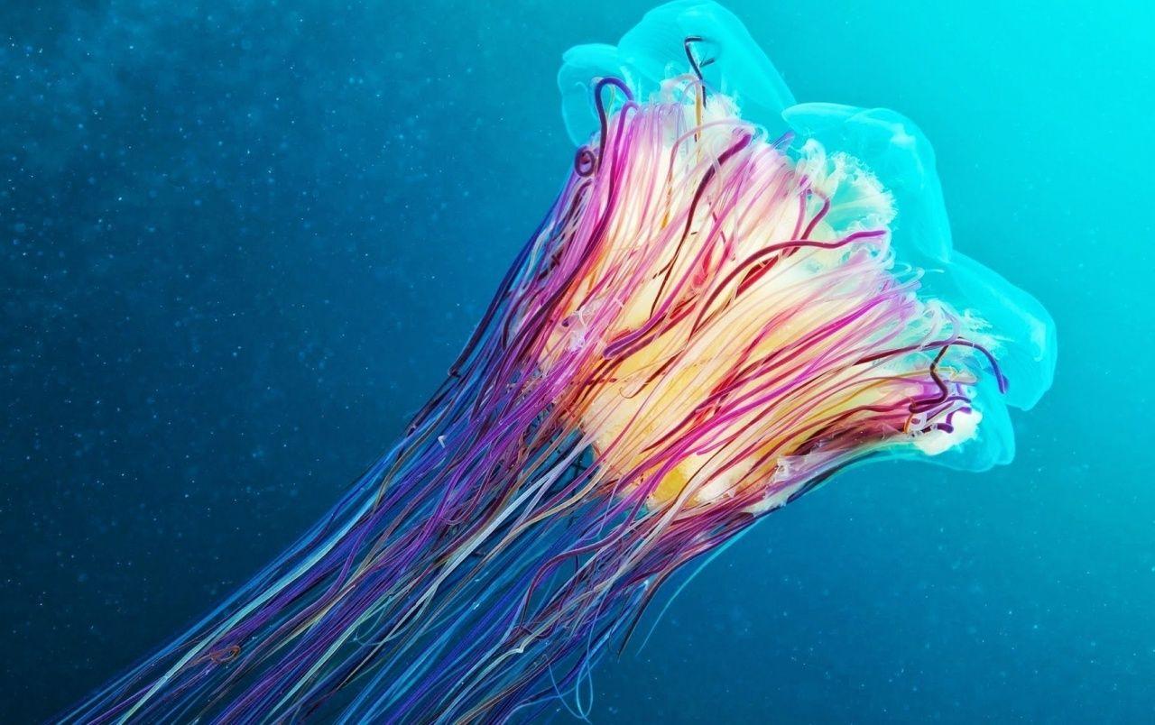 1280x804 Wallpaper For Dell Xps, HD Wallpaper & background Download