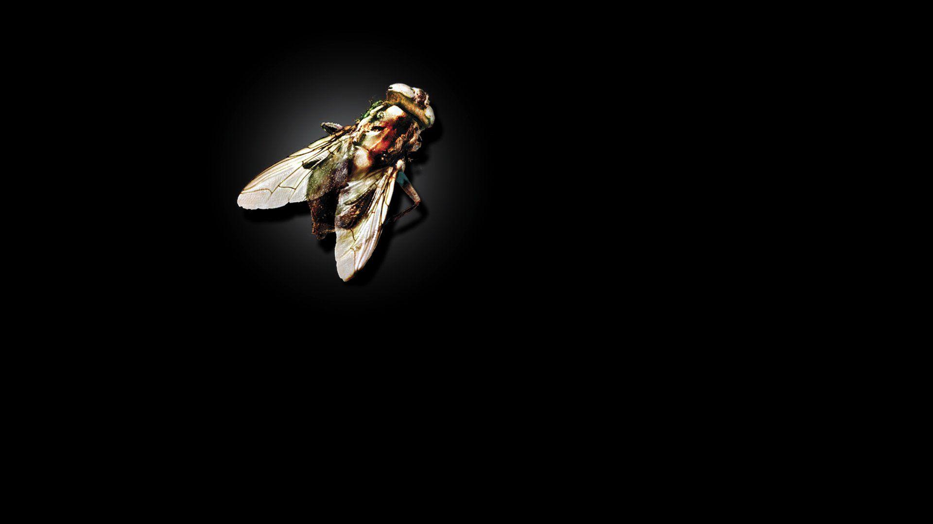 1920x1080 The Fly (1986) HD Wallpaper. Background Imagex1080