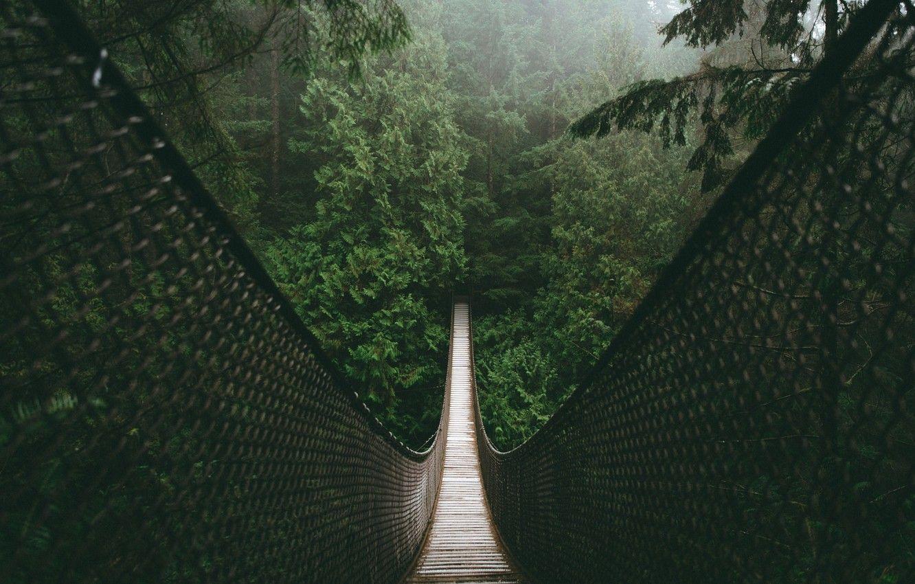 Forest Bridge Wallpapers - Top Free Forest Bridge Backgrounds -  WallpaperAccess