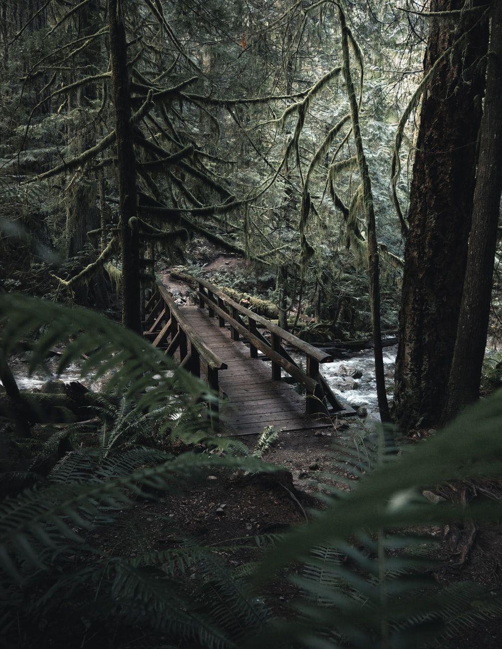 Forest Bridge Wallpapers - Top Free Forest Bridge Backgrounds ...