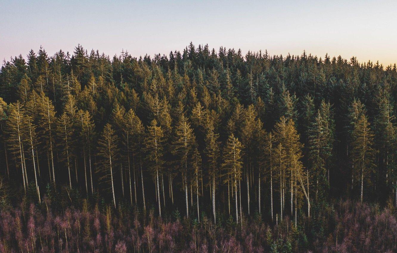 1332x850 Wallpaper forest, trees, nature, sunset, pines, coniferous