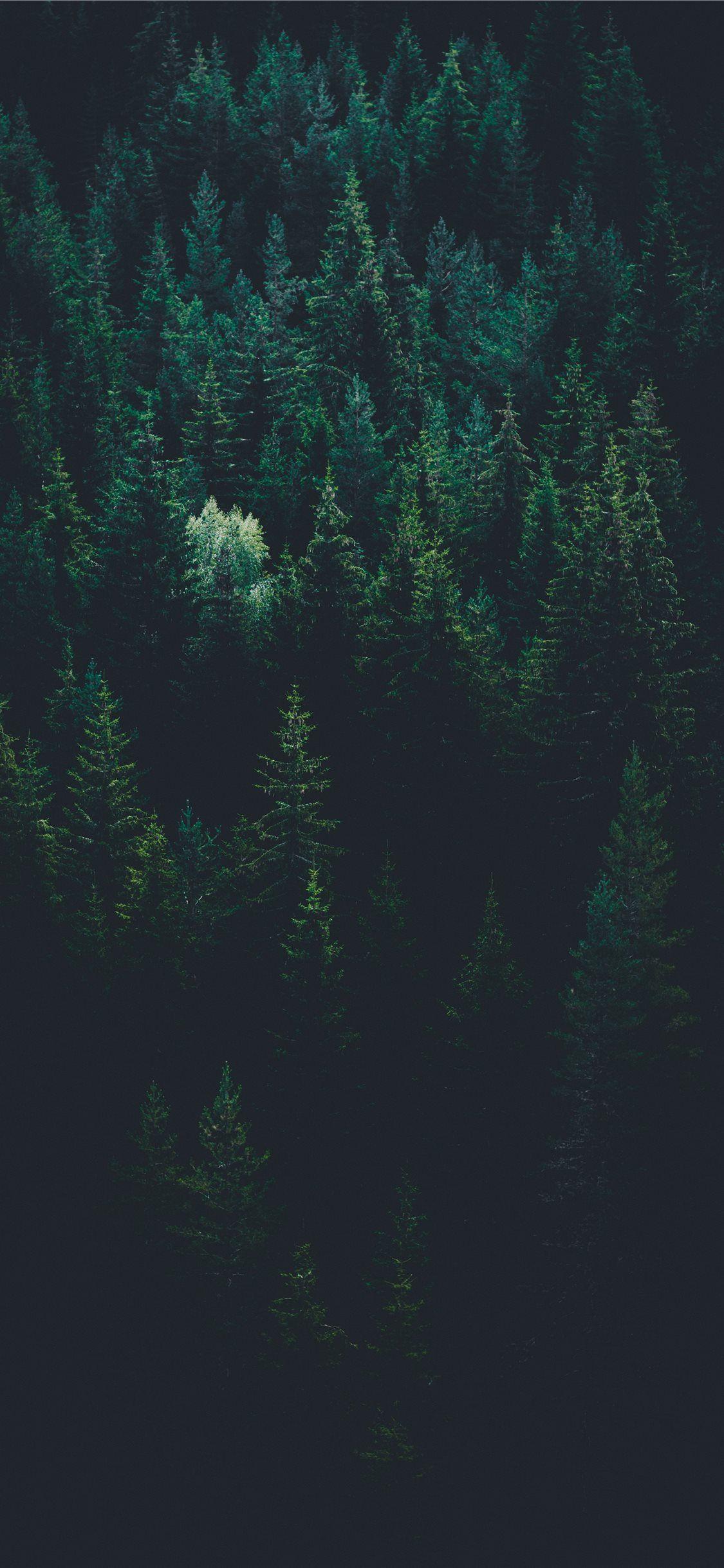1125x2436 scenery of forest trees iPhone X Wallpaper Free Download