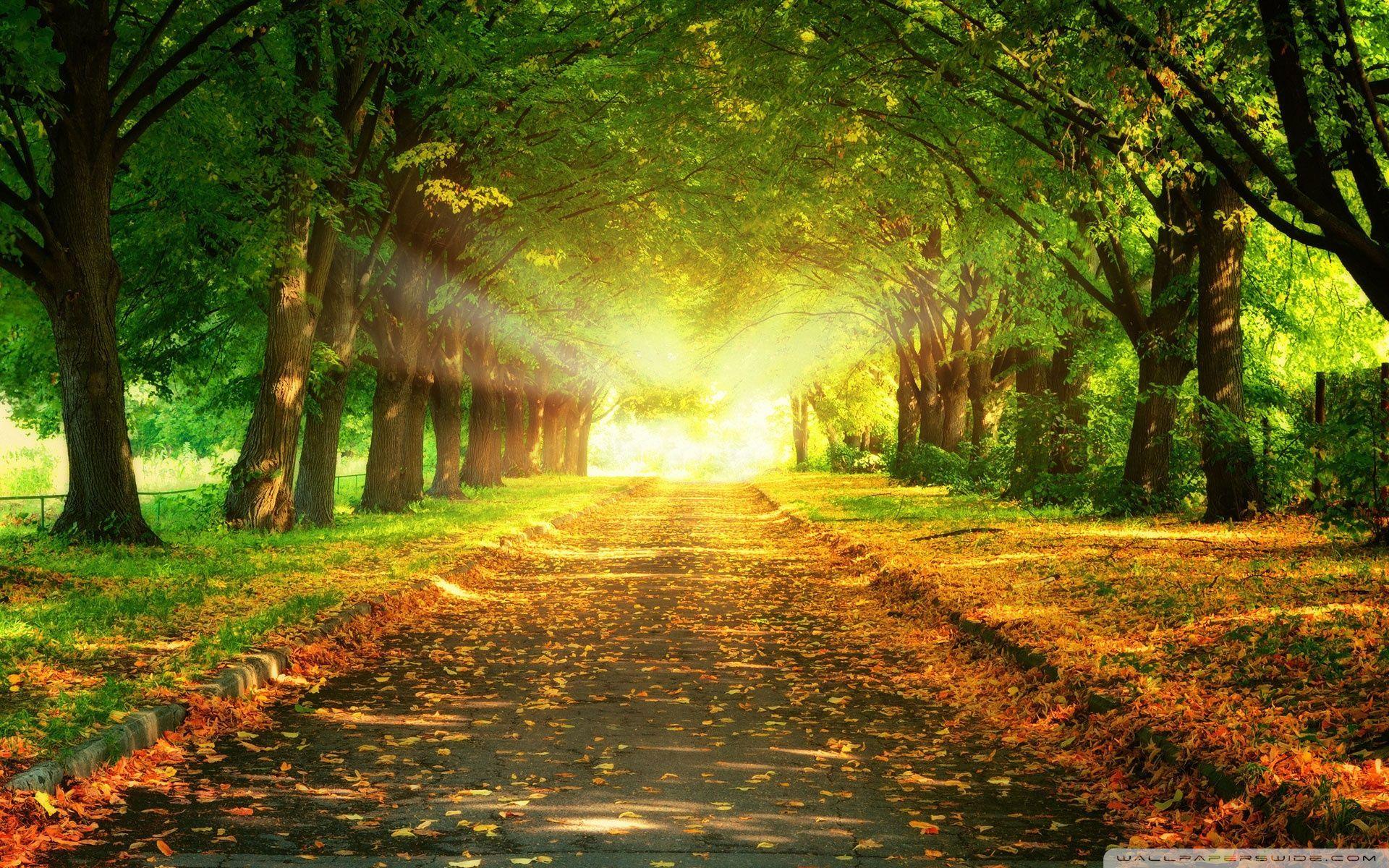 Pathway Wallpapers - Top Free Pathway Backgrounds - WallpaperAccess