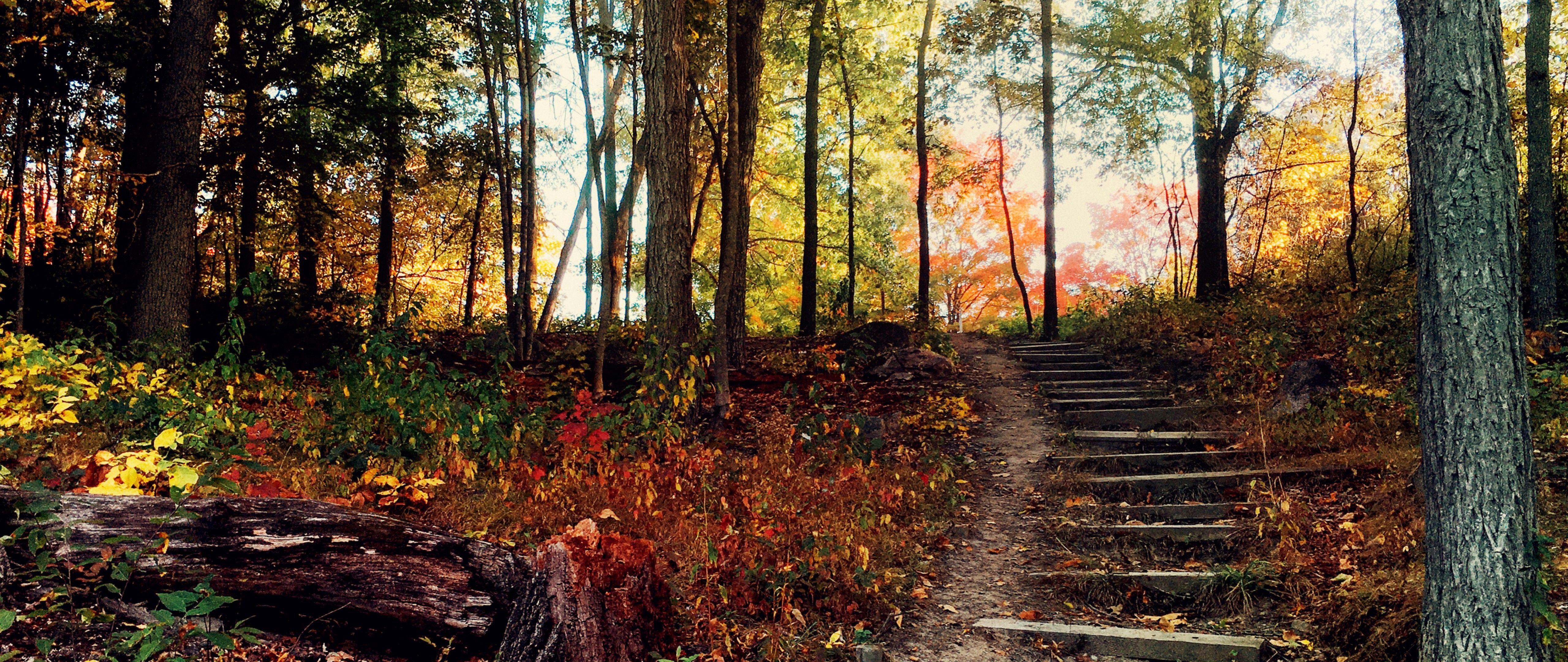 5120x2160 Deep Forest Steps 4K Ultra HD Wide TV Wallpaper