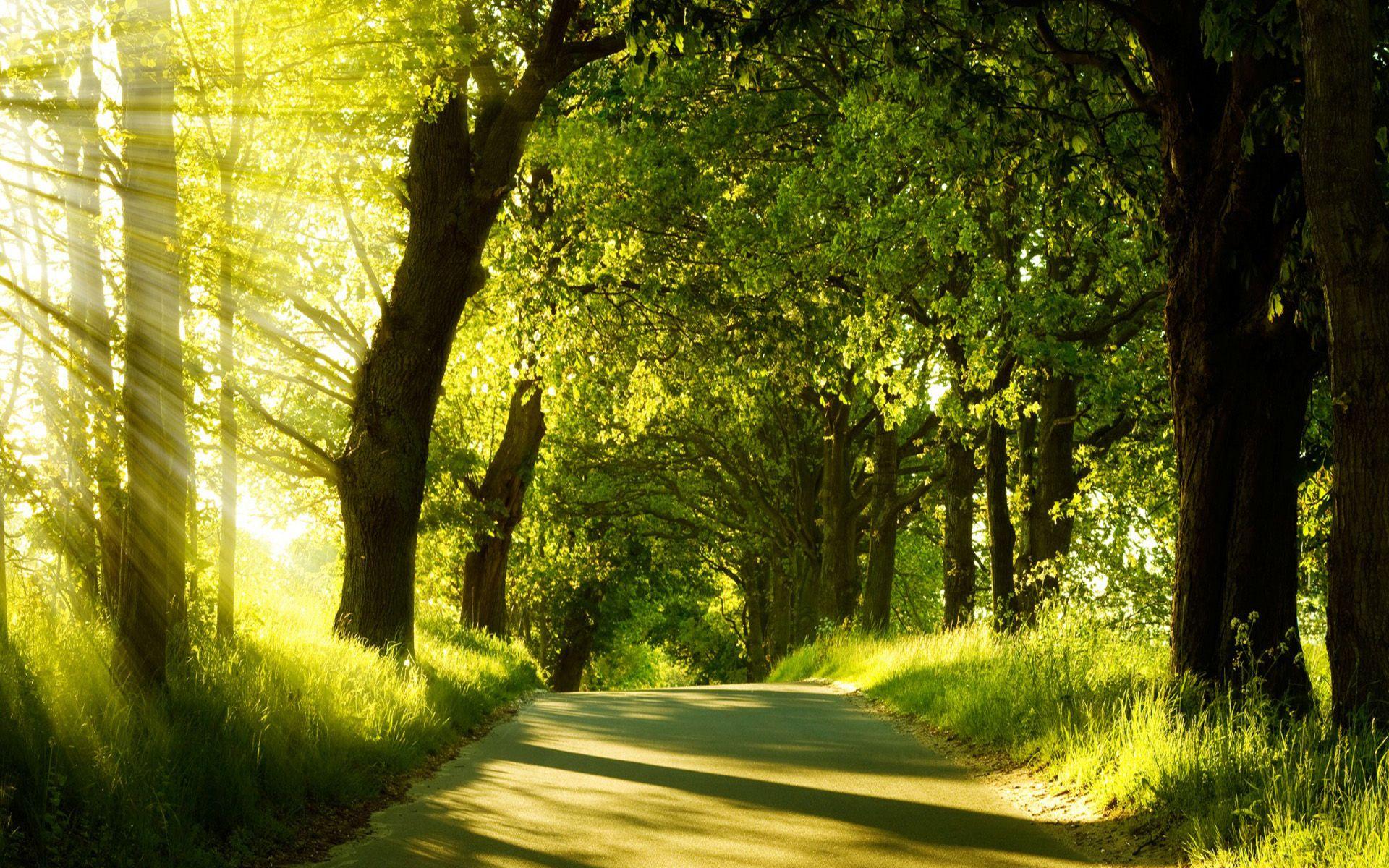 Forest Road Wallpapers - Top Free Forest Road Backgrounds - WallpaperAccess