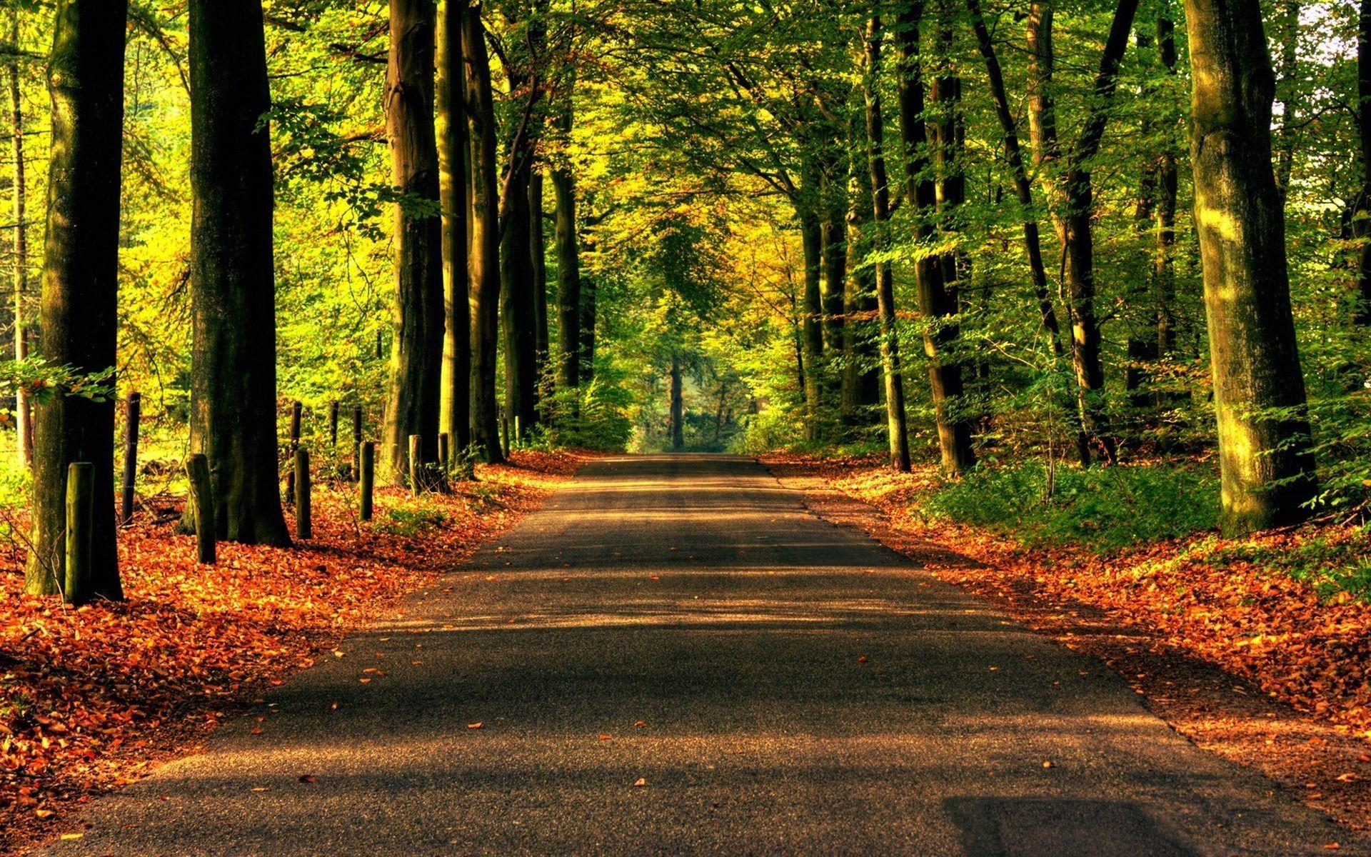 1920x1200 nature road forest Trees asphalt wallpaper desktop