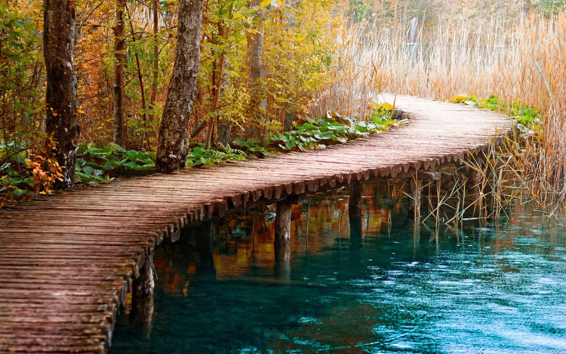 1920x1200 Forest Bridge Wallpaper HD 36490
