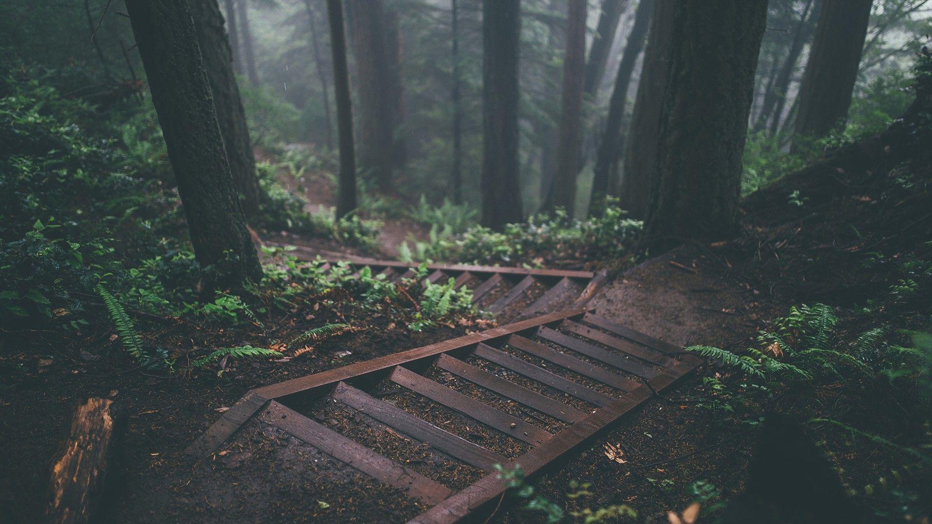 1920x1080 trees stairs deep forest forest nature wallpaper