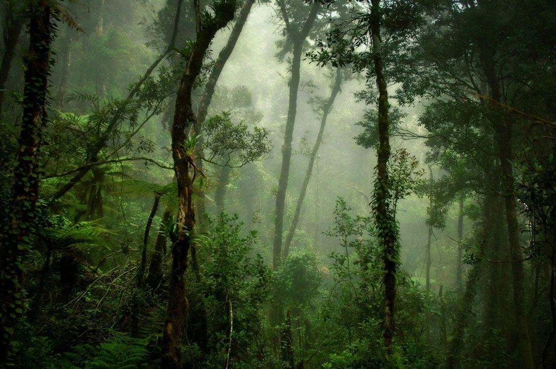 1100x731 Deep Forest Wallpaper