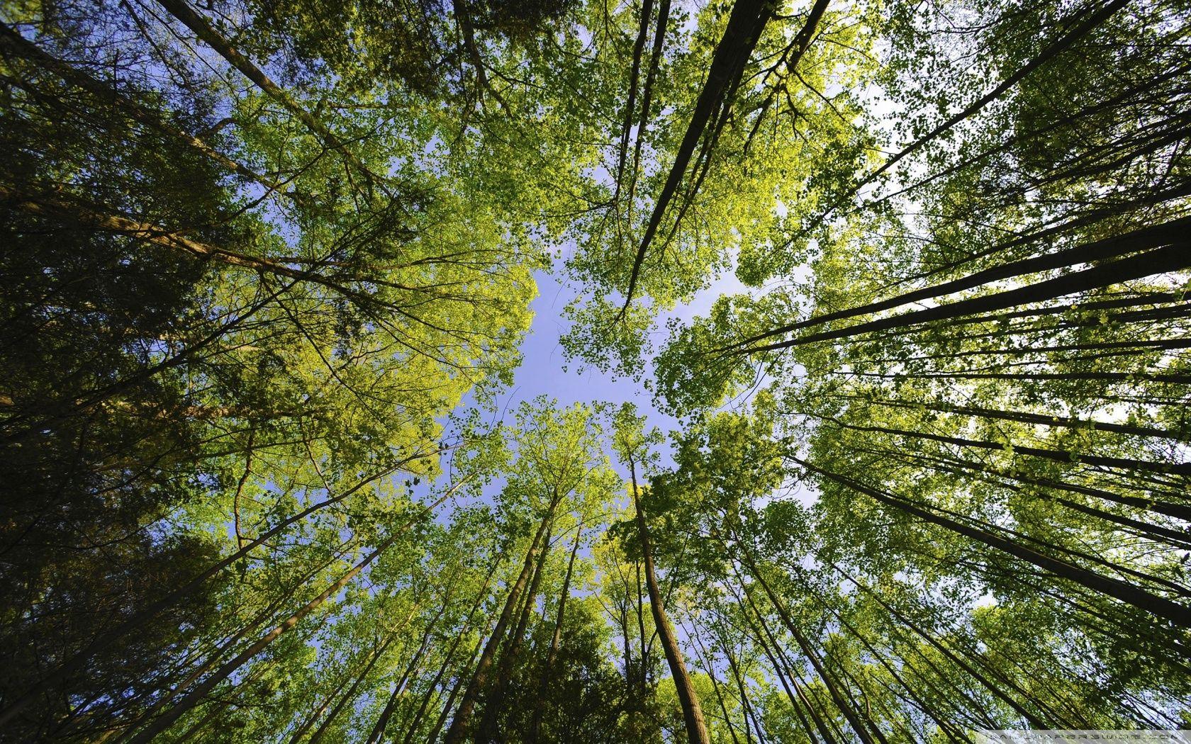 1680x1050 Forest Trees Wallpaper