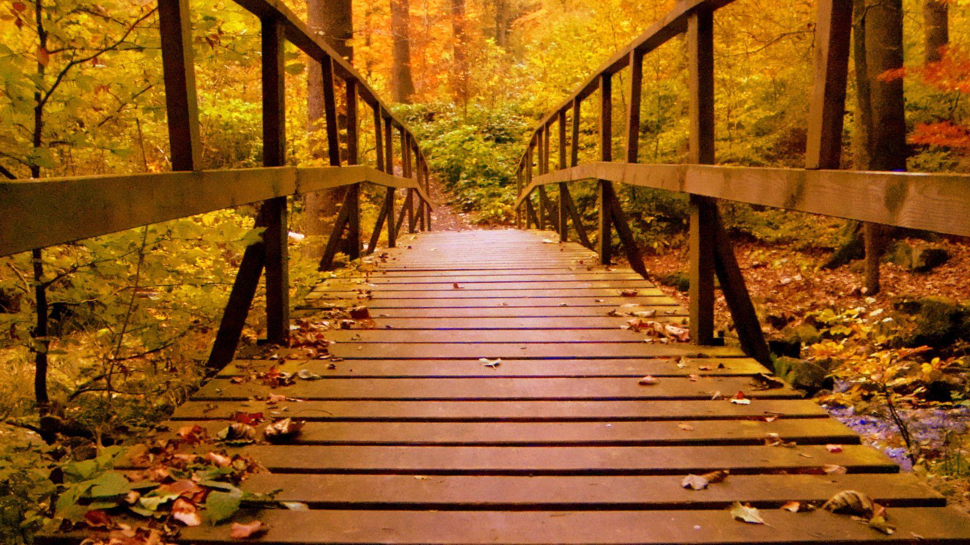 Forest Bridge Wallpapers Top Free Forest Bridge Backgrounds Wallpaperaccess 