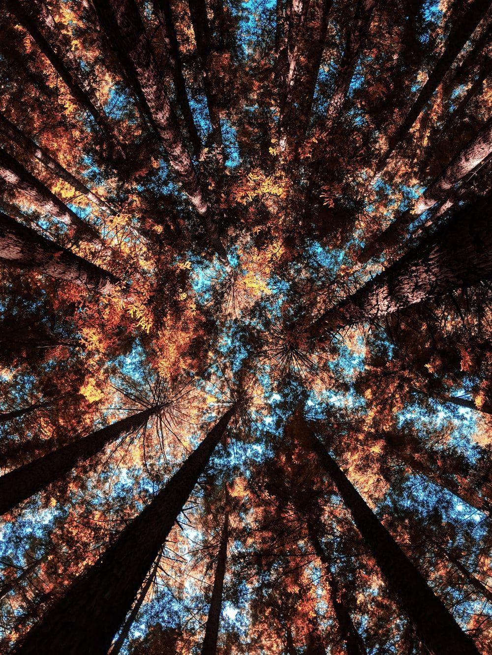 1000x1333 Redwood Forest Picture. Download Free Image