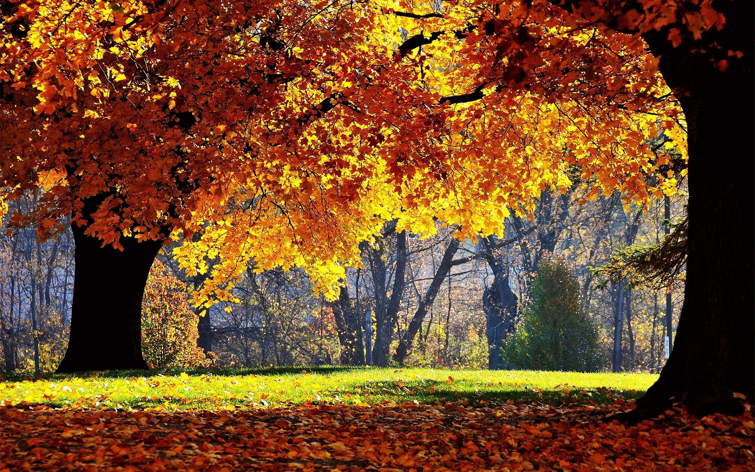 2560x1600 Autumn Forest Trees wallpaperx1600