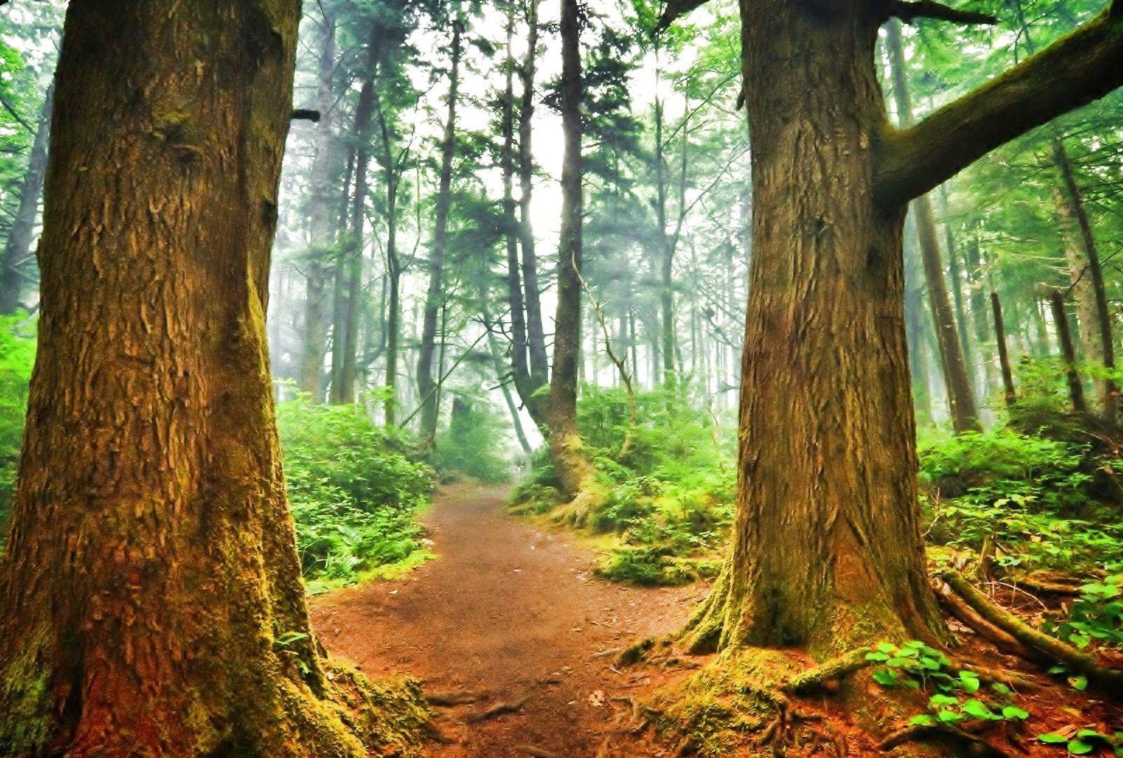 1600x1080 Nature Tree Fall Forest Landscape Autumn Trees Wallpaper