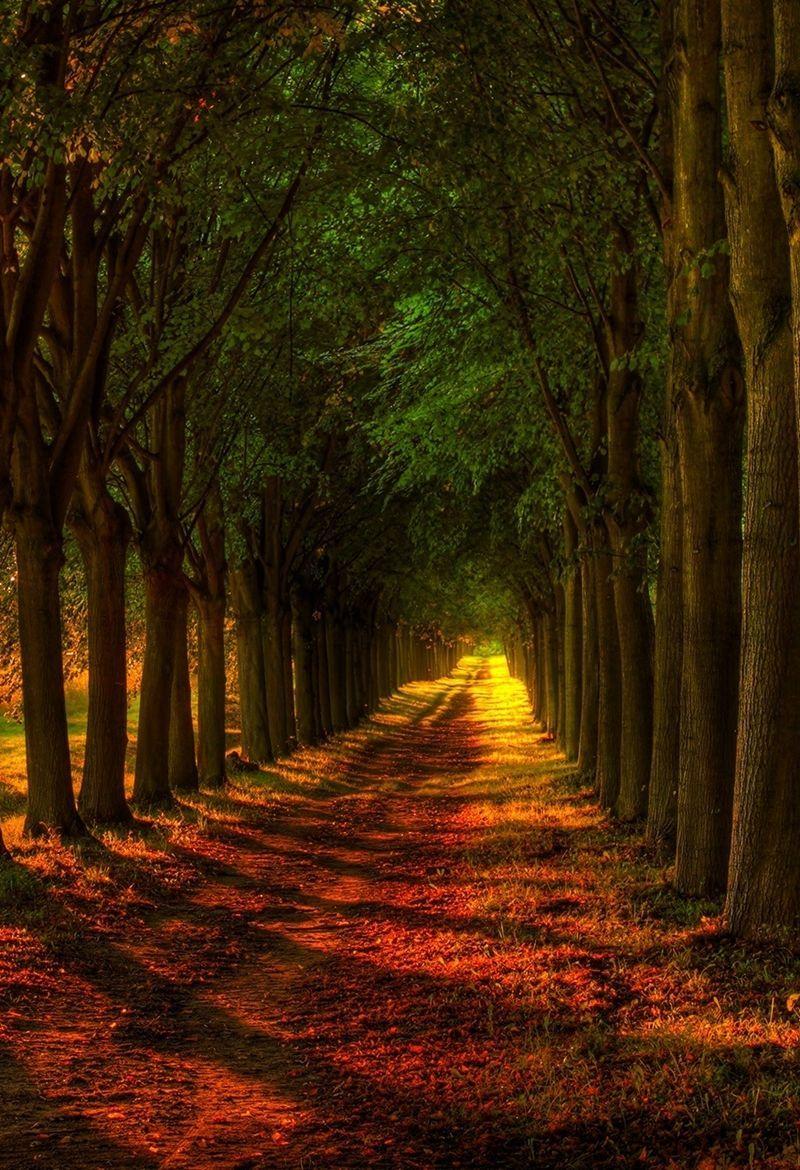 Pathway Wallpapers - Top Free Pathway Backgrounds - WallpaperAccess