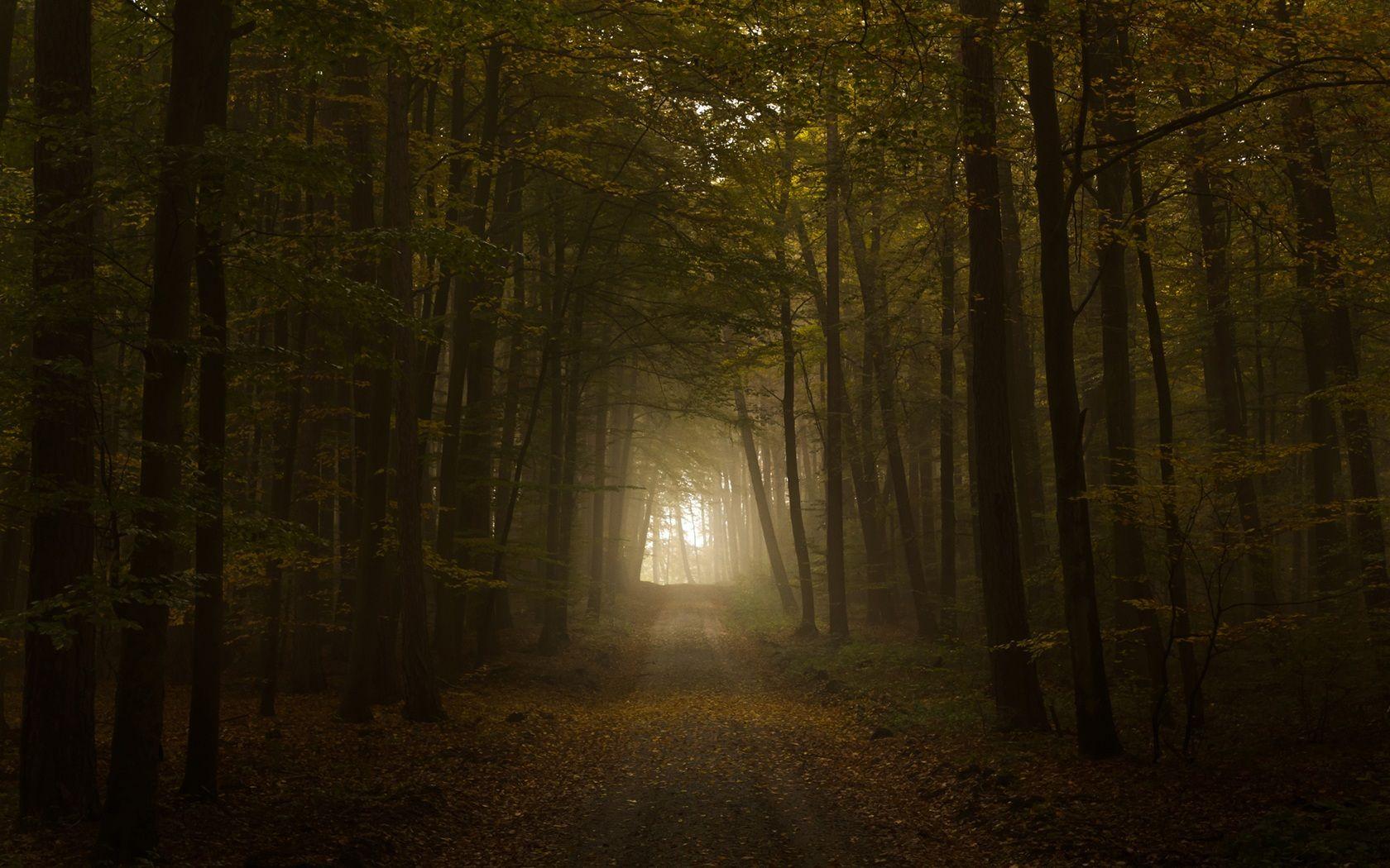 1680x1050 Dark Forest Road Wallpaperx1050
