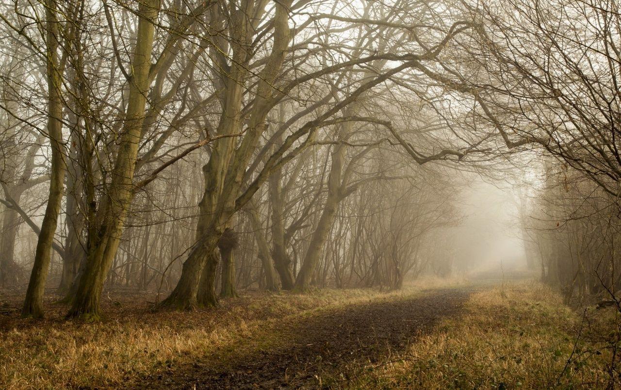 1280x804 Bare Trees Forest Path Foggy wallpaper. Bare Trees Forest