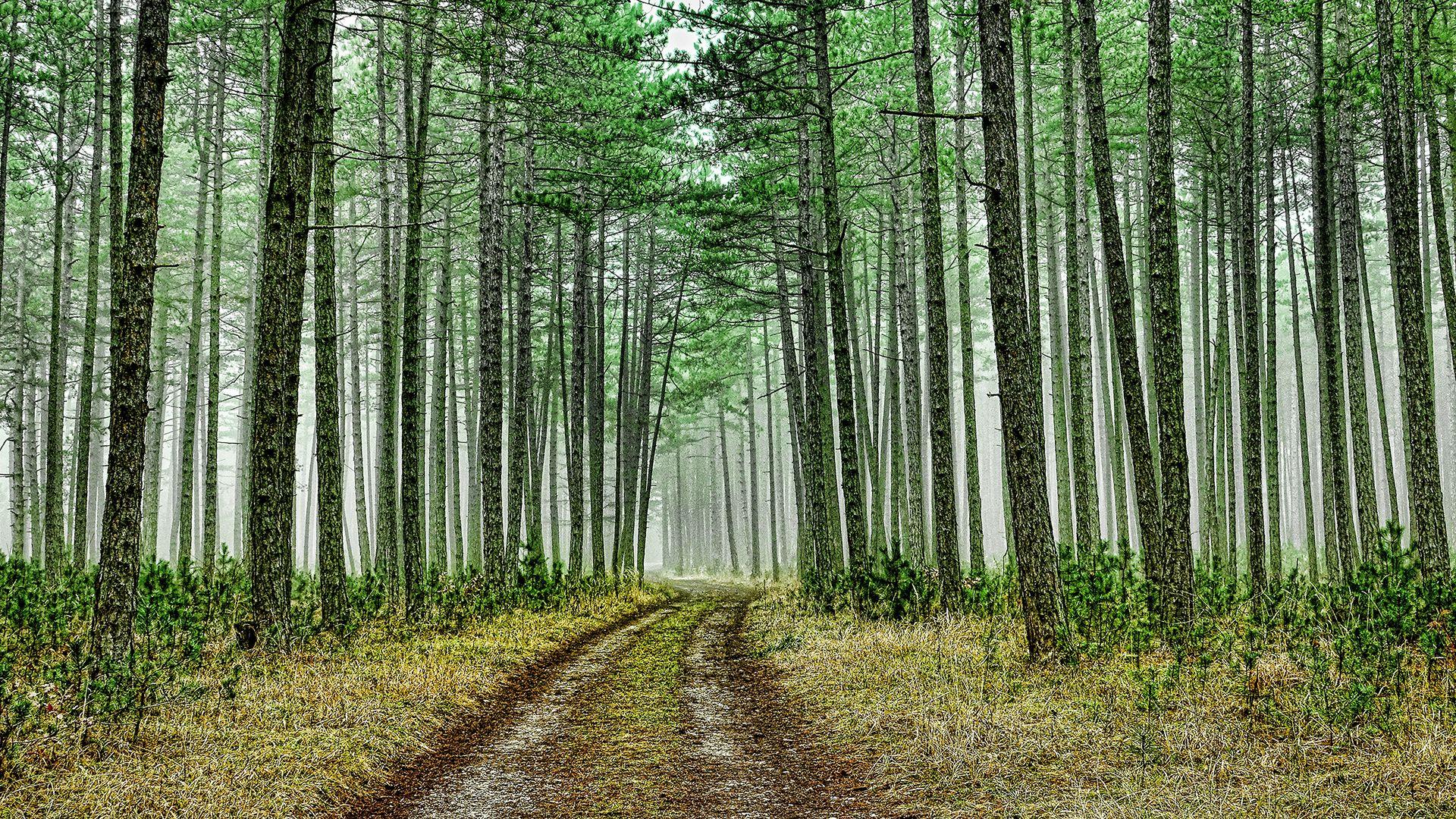 1920x1080 Green Forest Road Chromebook Wallpaper
