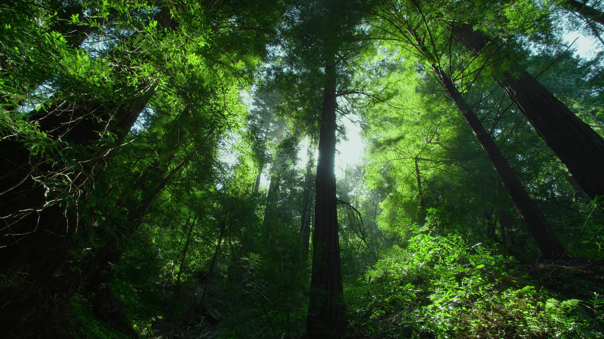 1920x1080 Free download Jungle Computer Wallpaper Desktop Background