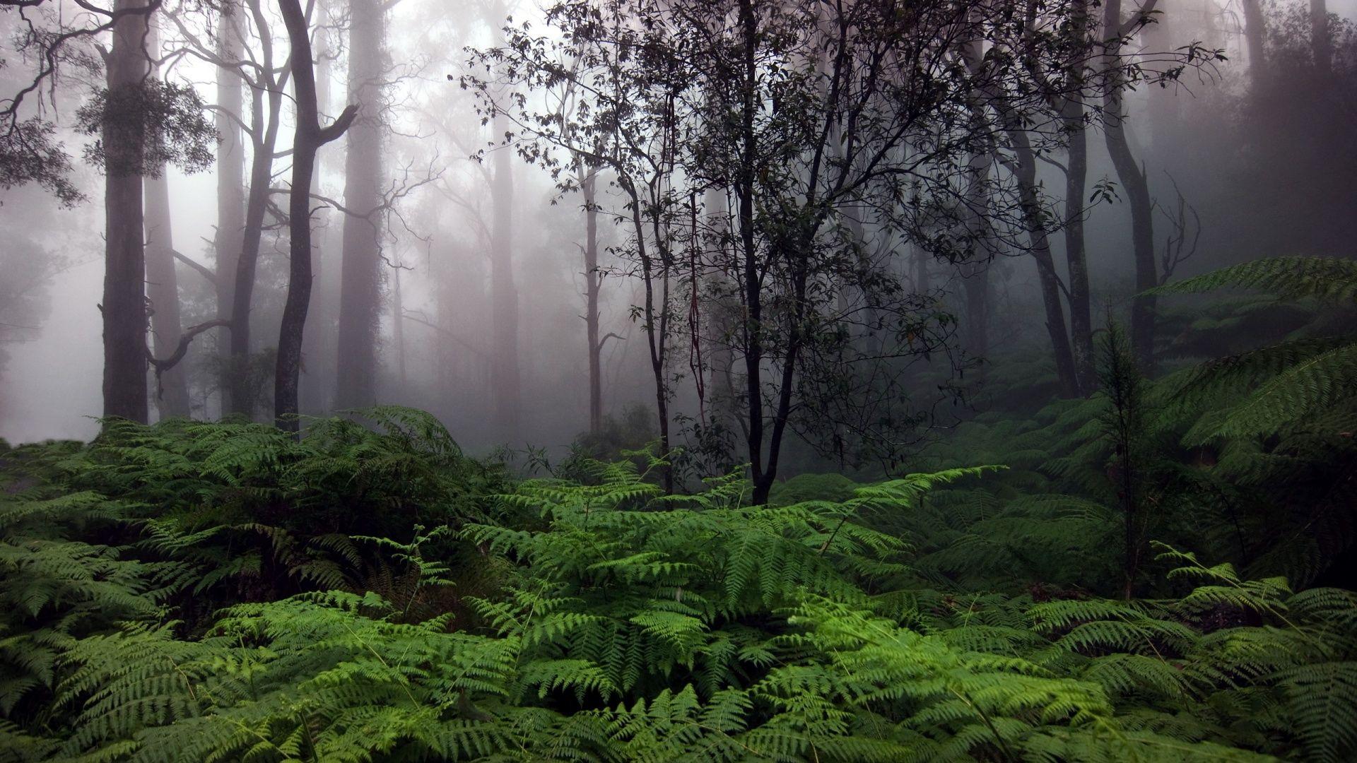 1920x1080 Amazon Jungle Wallpaper Pc, HD Wallpaper & background
