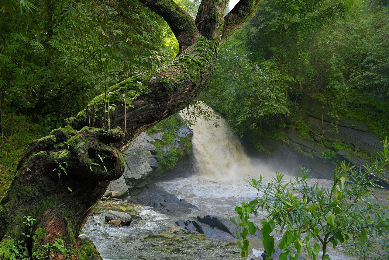 1280x854 Desktop Wallpaper Jungle Nature Waterfalls Tropics Trunk