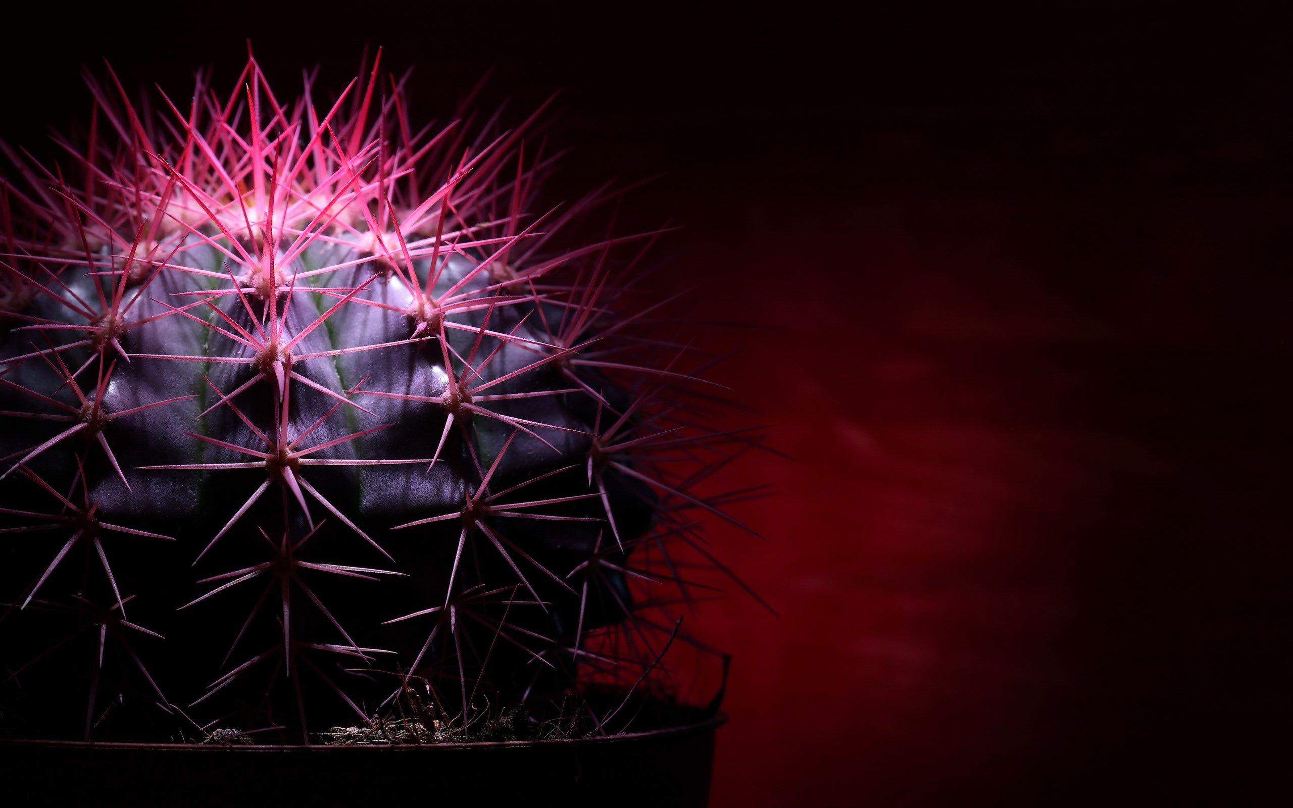2560x1600 free wallpaper and screensavers for cactus by Remington Blare 2017