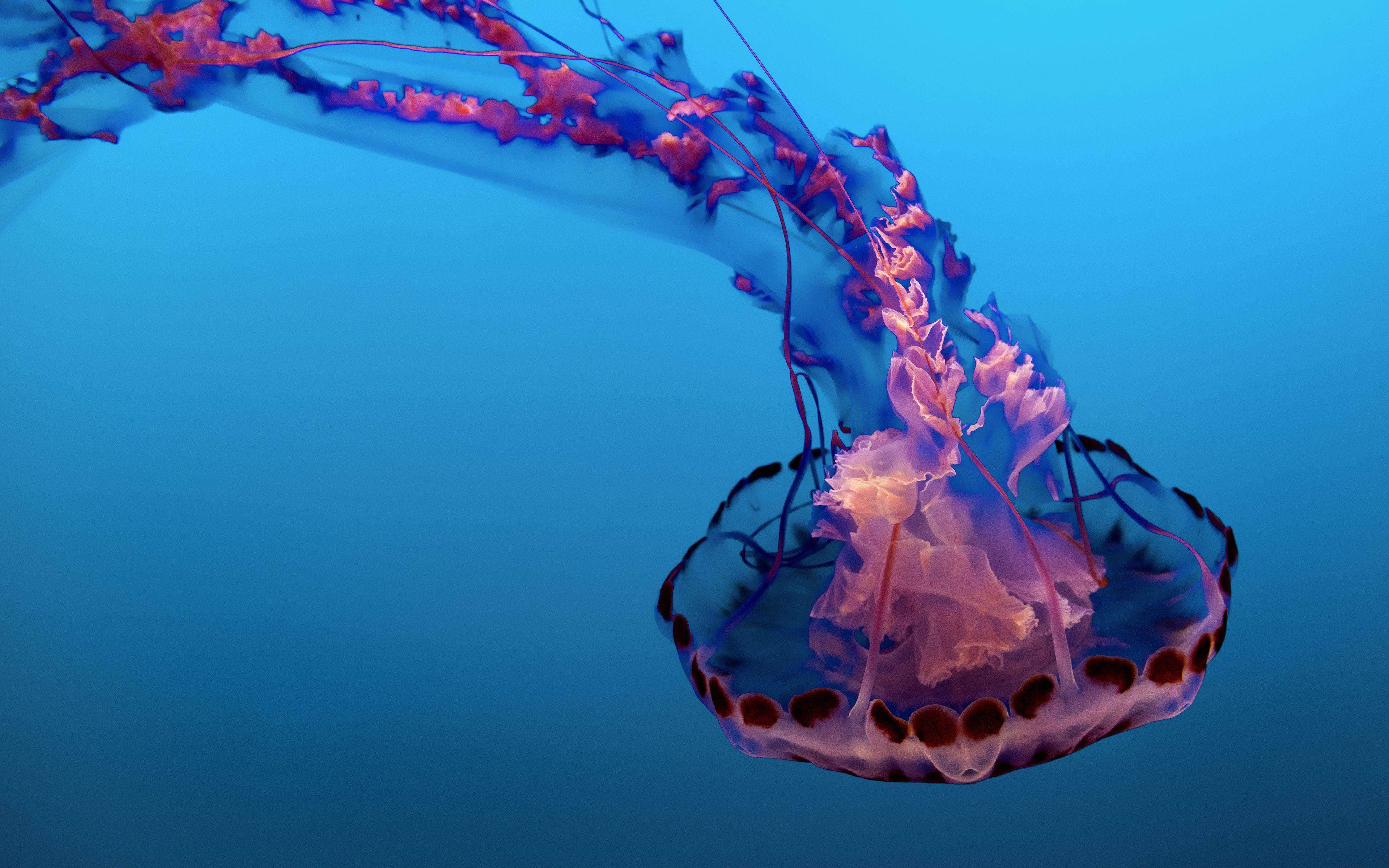 3840x2400 Underwater Jellyfish 4K 8K Wallpaper