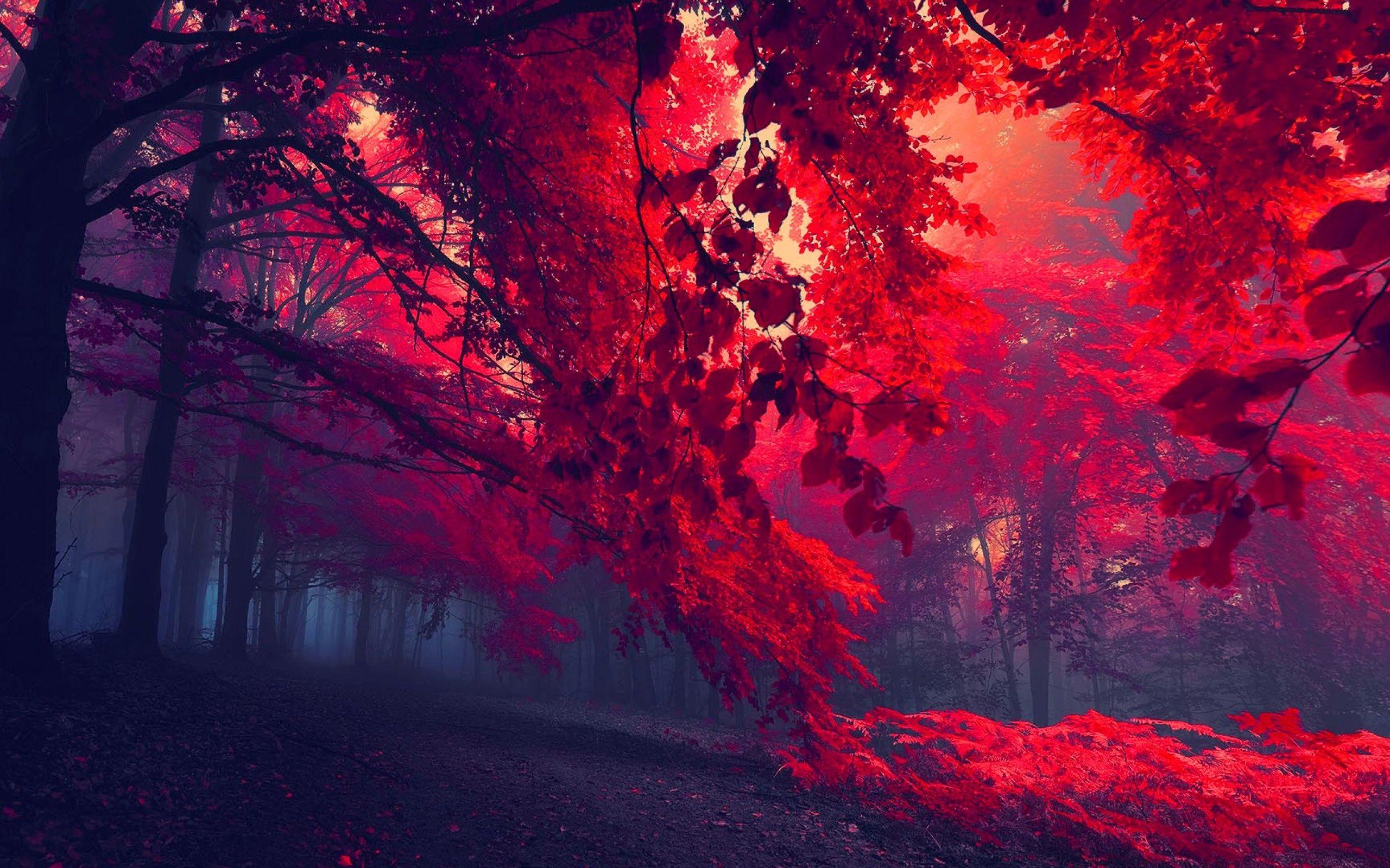 Red Forest HD Wallpapers - Top Free Red Forest HD Backgrounds