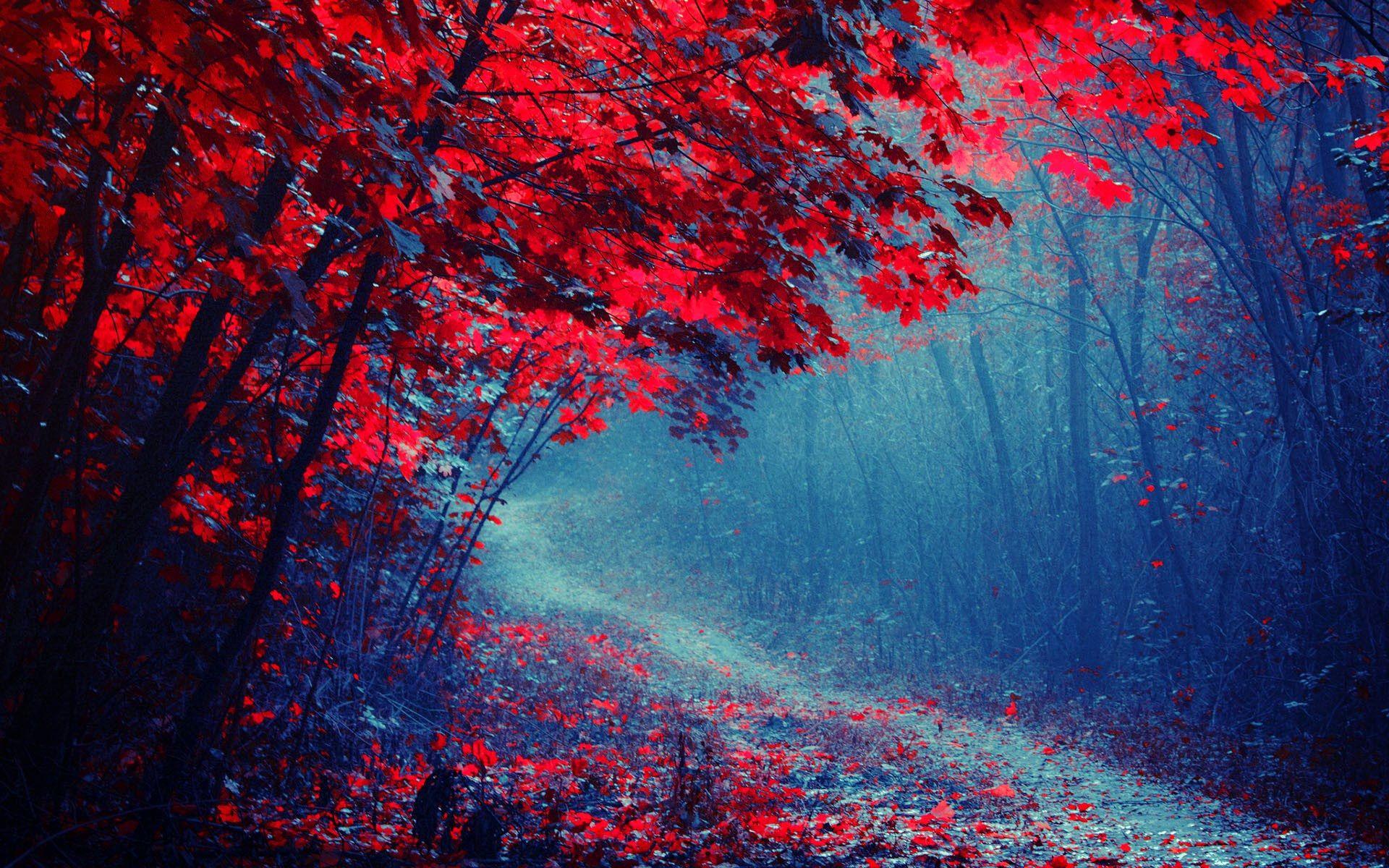 1920x1200 Autumn Red Forest HD Wallpaper And Blue Forest, HD