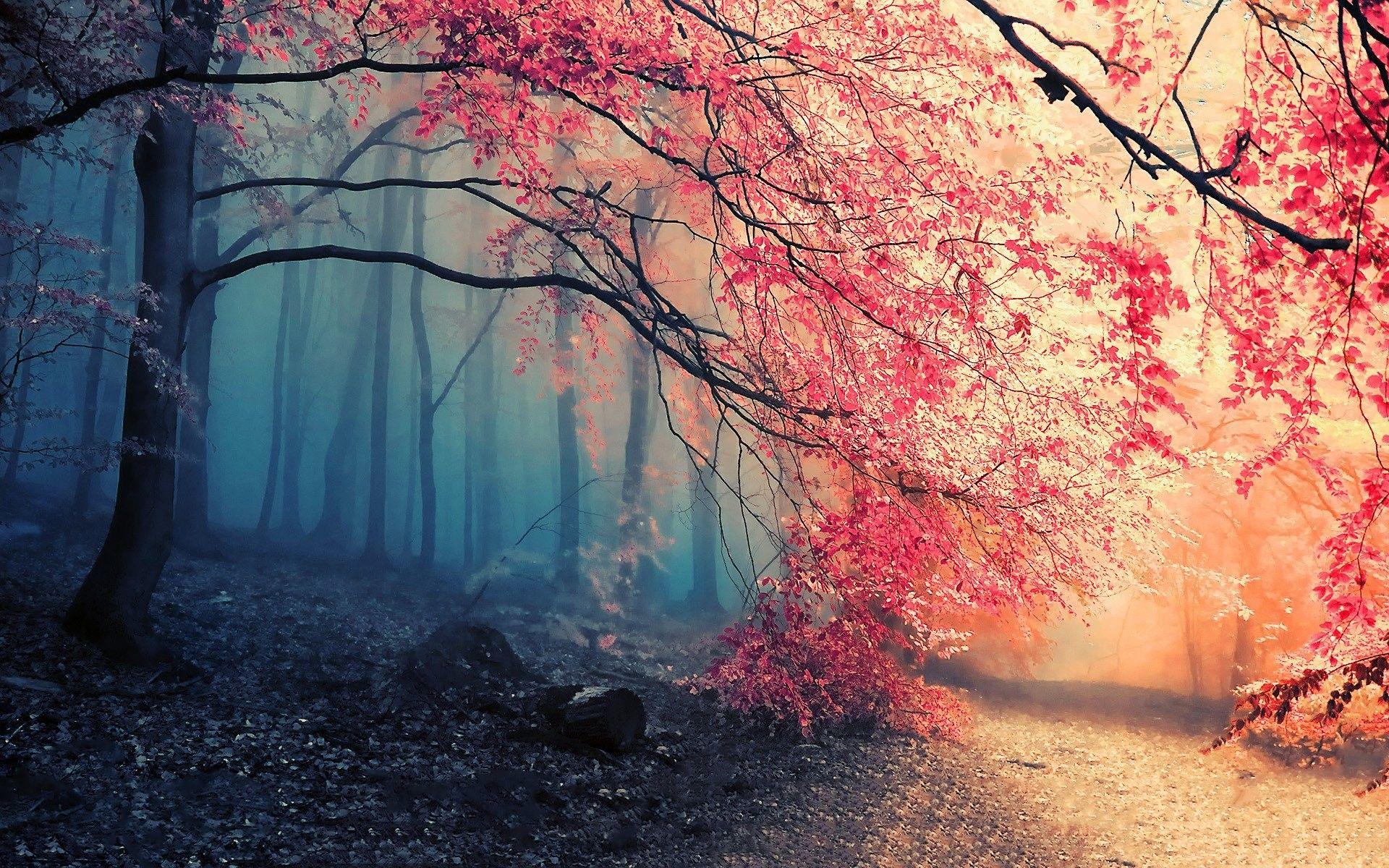1920x1200 Fall Forest Wallpaper