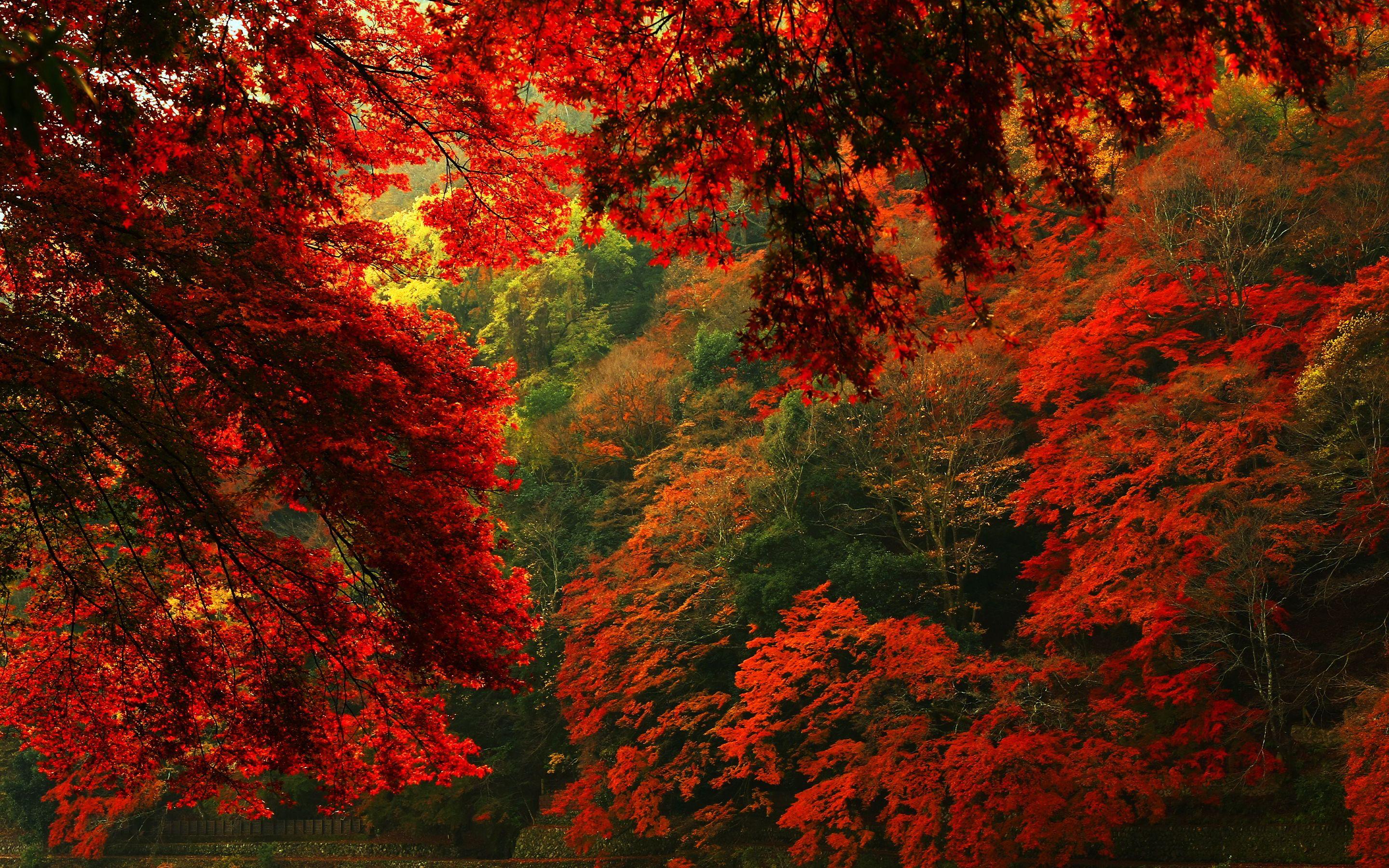 2880x1800 Red autumn forest HD wallpaperx1800