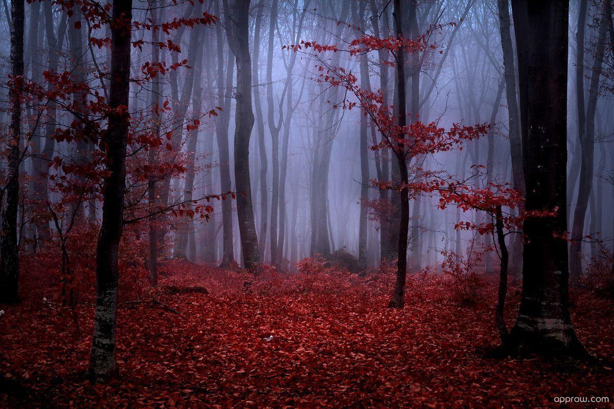 Red forest обои